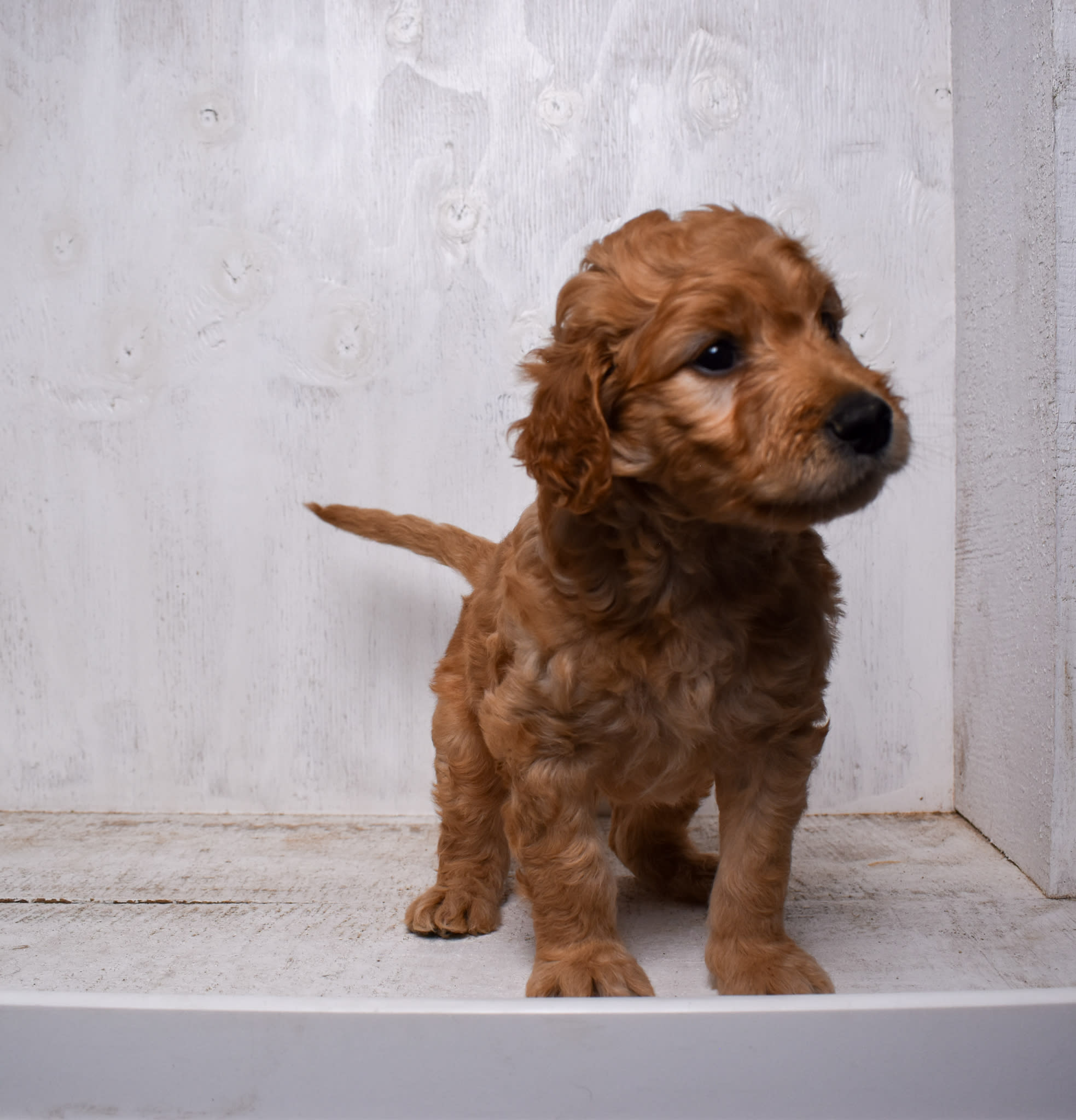 puppy