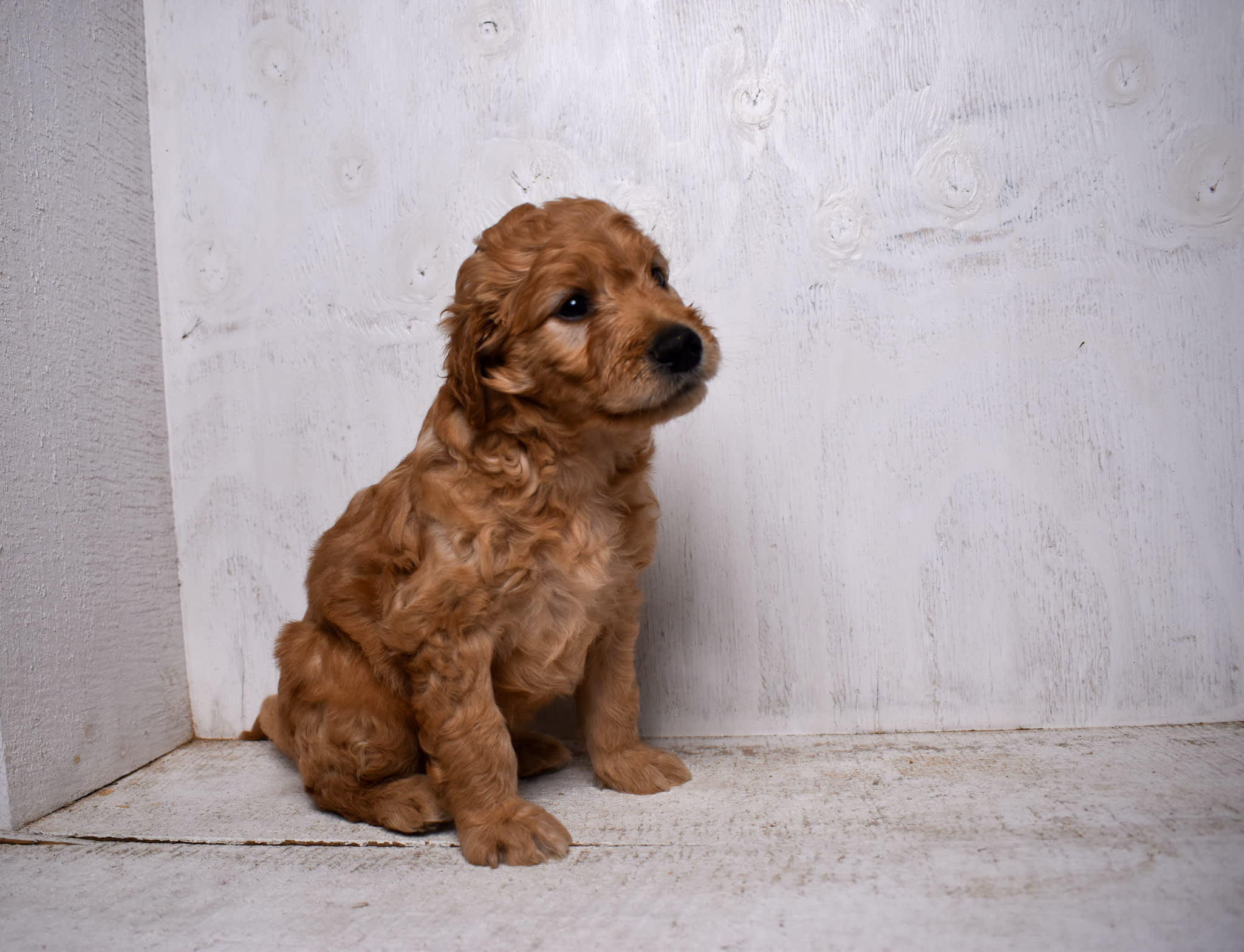 puppy