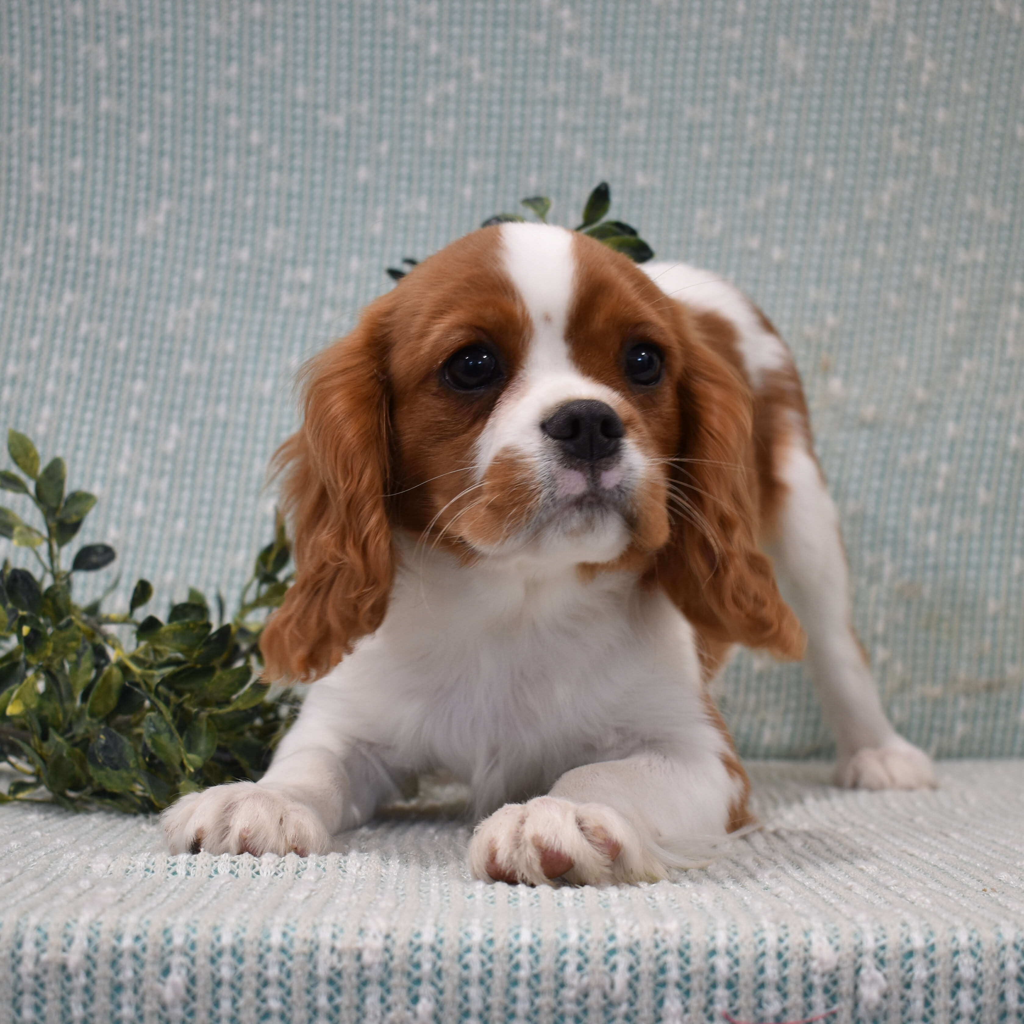 puppy