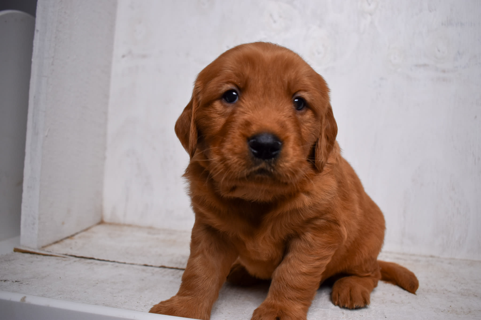 puppy