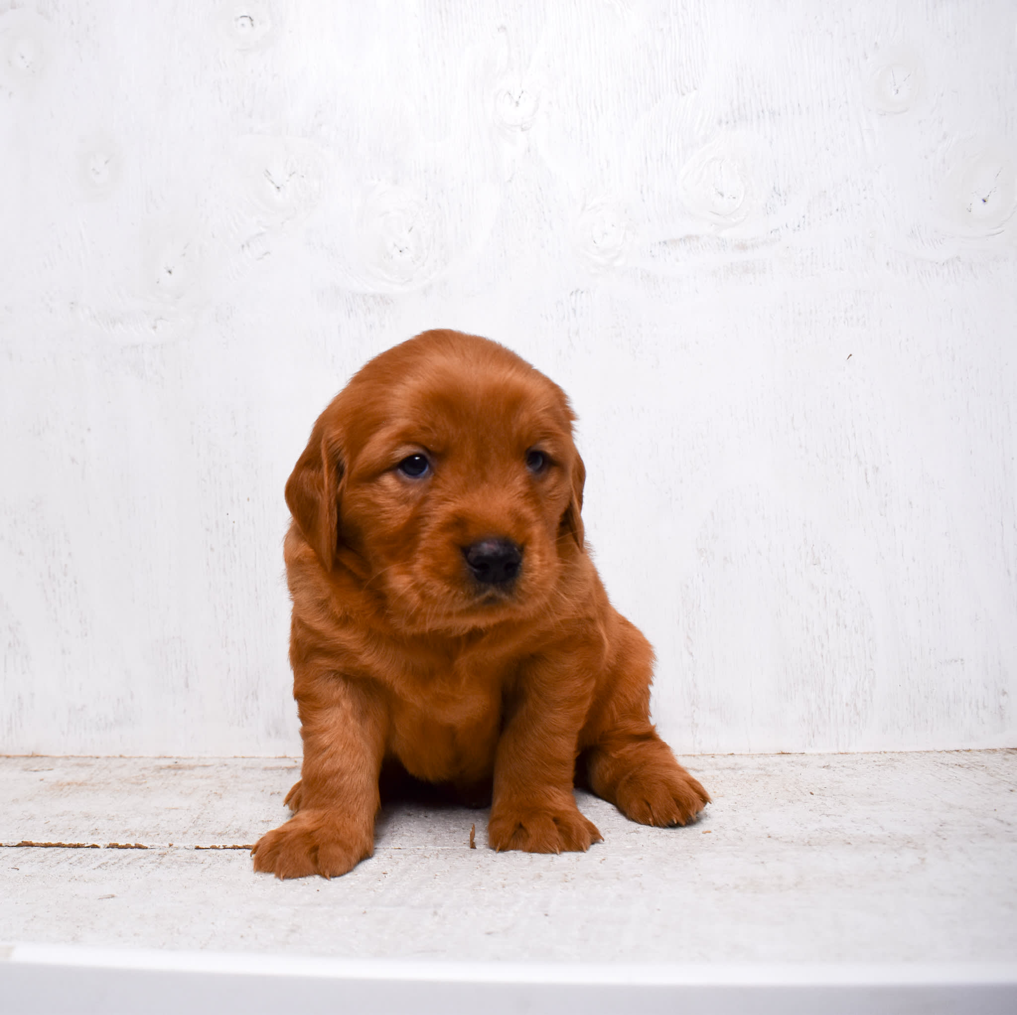 puppy