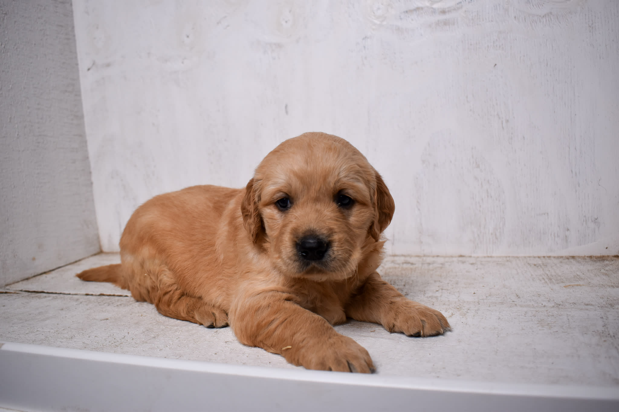 puppy