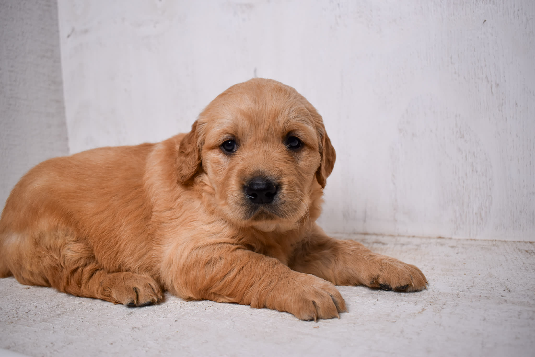 puppy