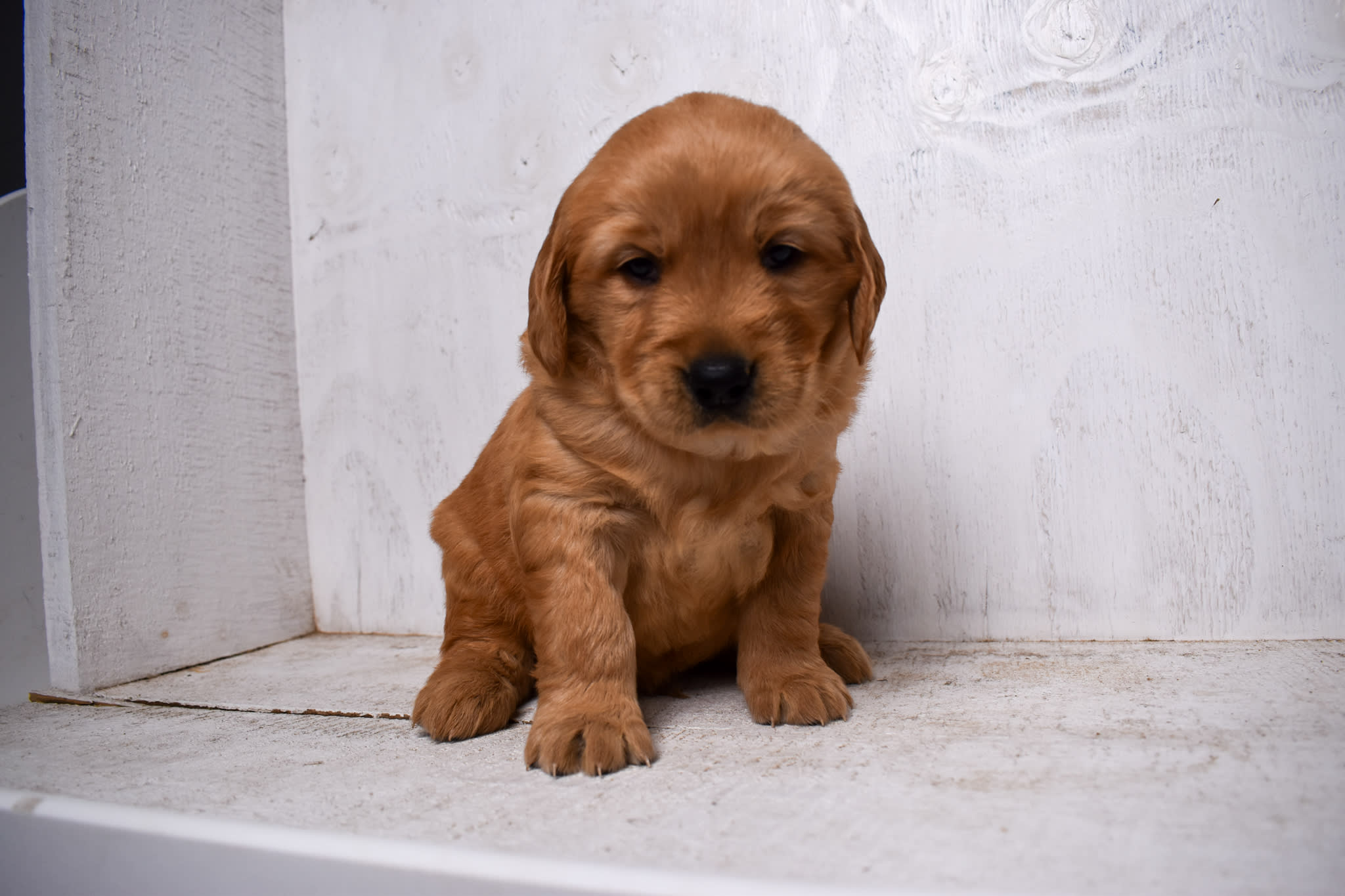 puppy