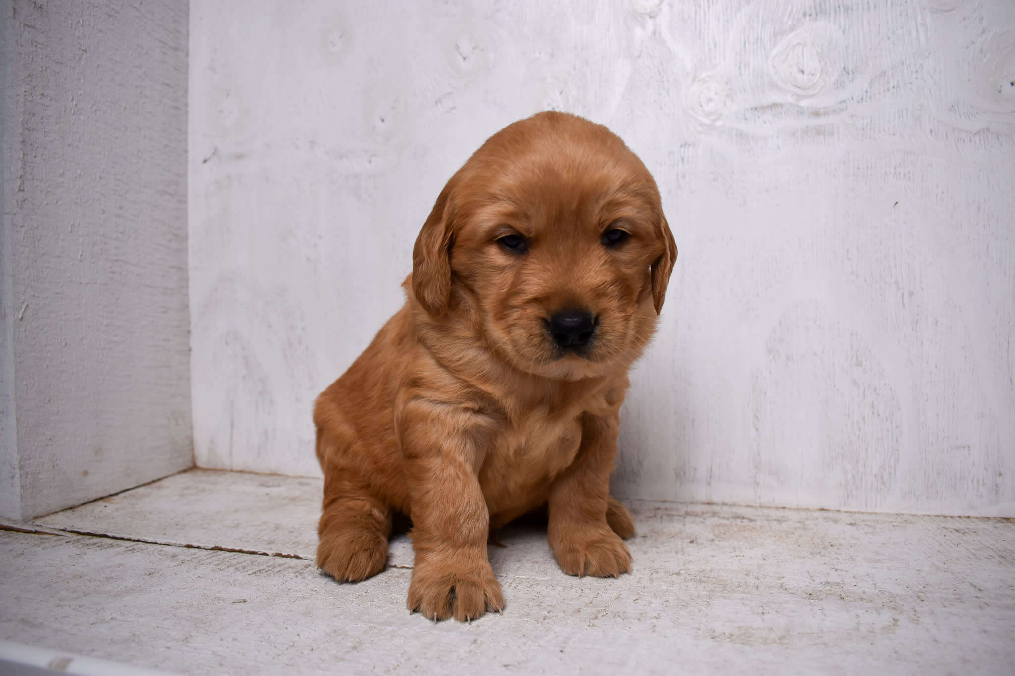 puppy