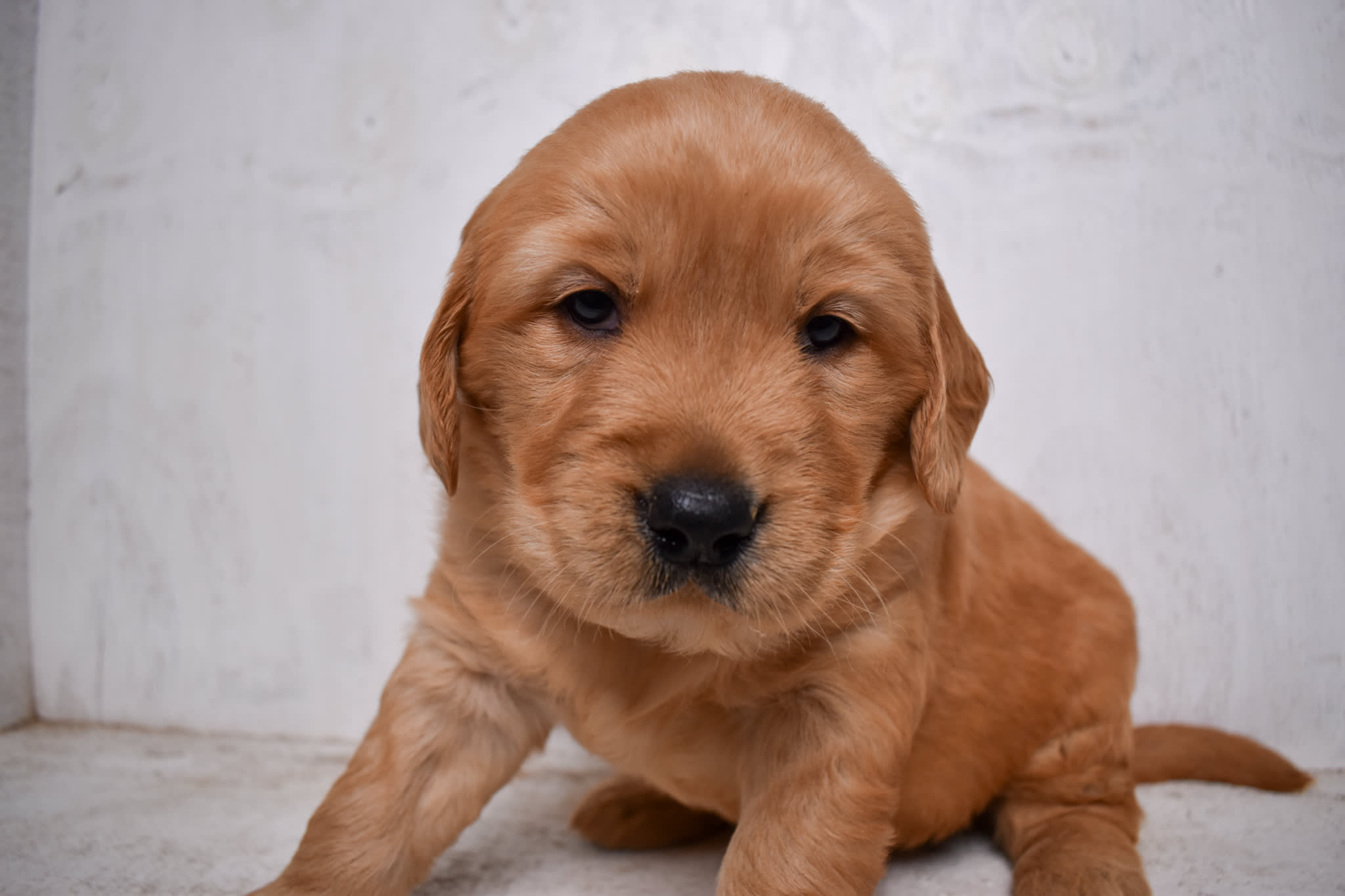 puppy