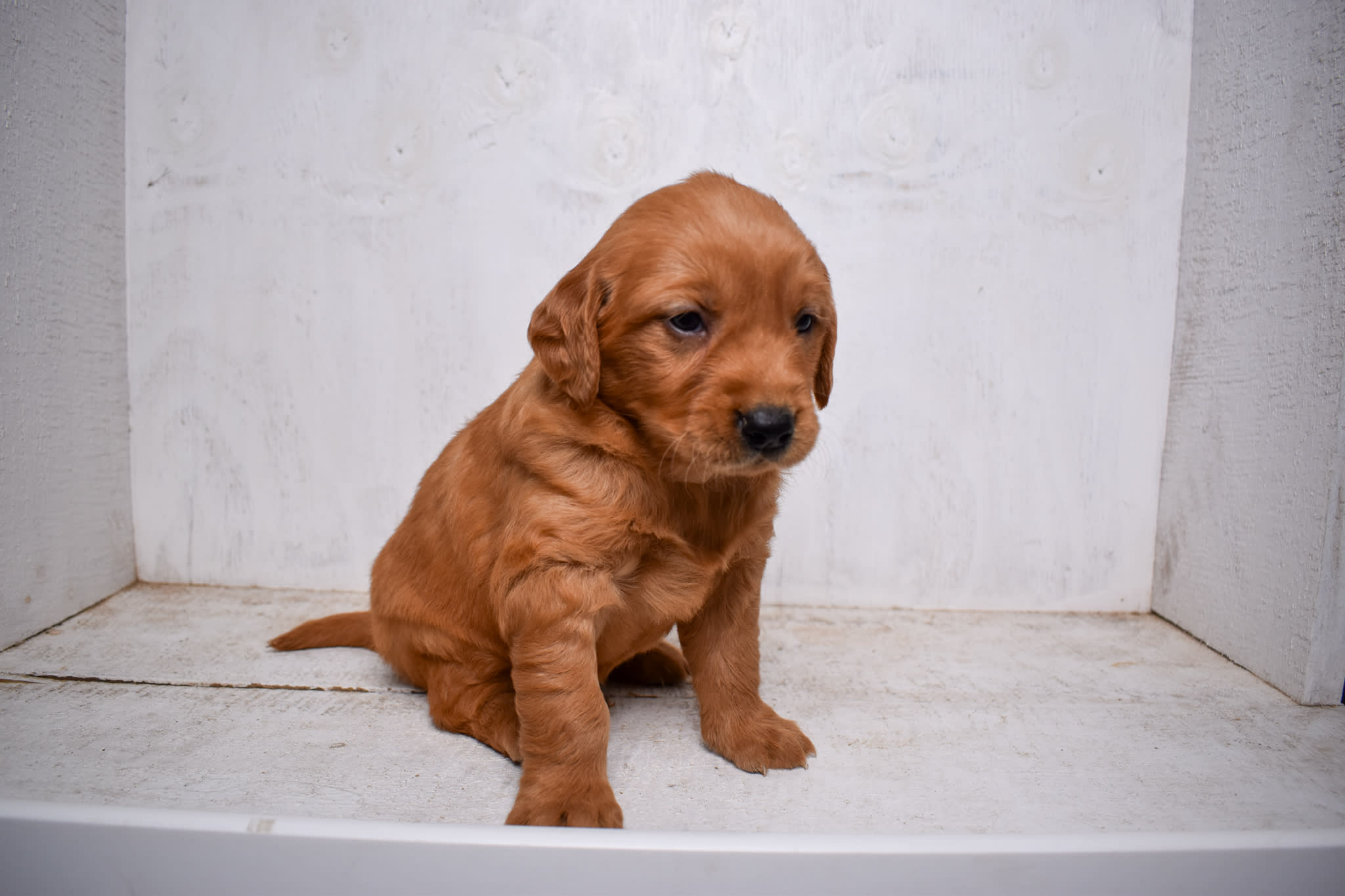puppy
