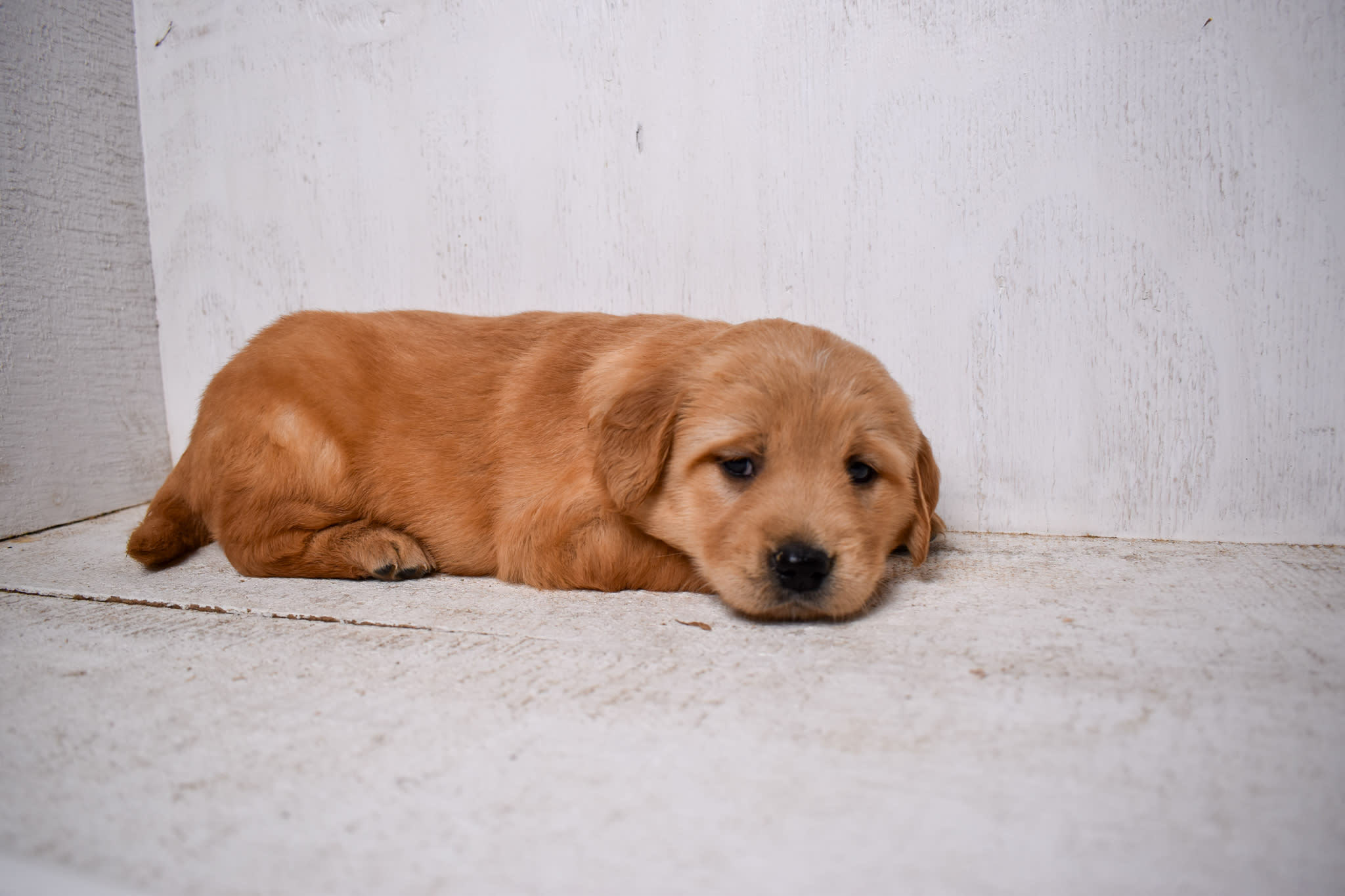 puppy