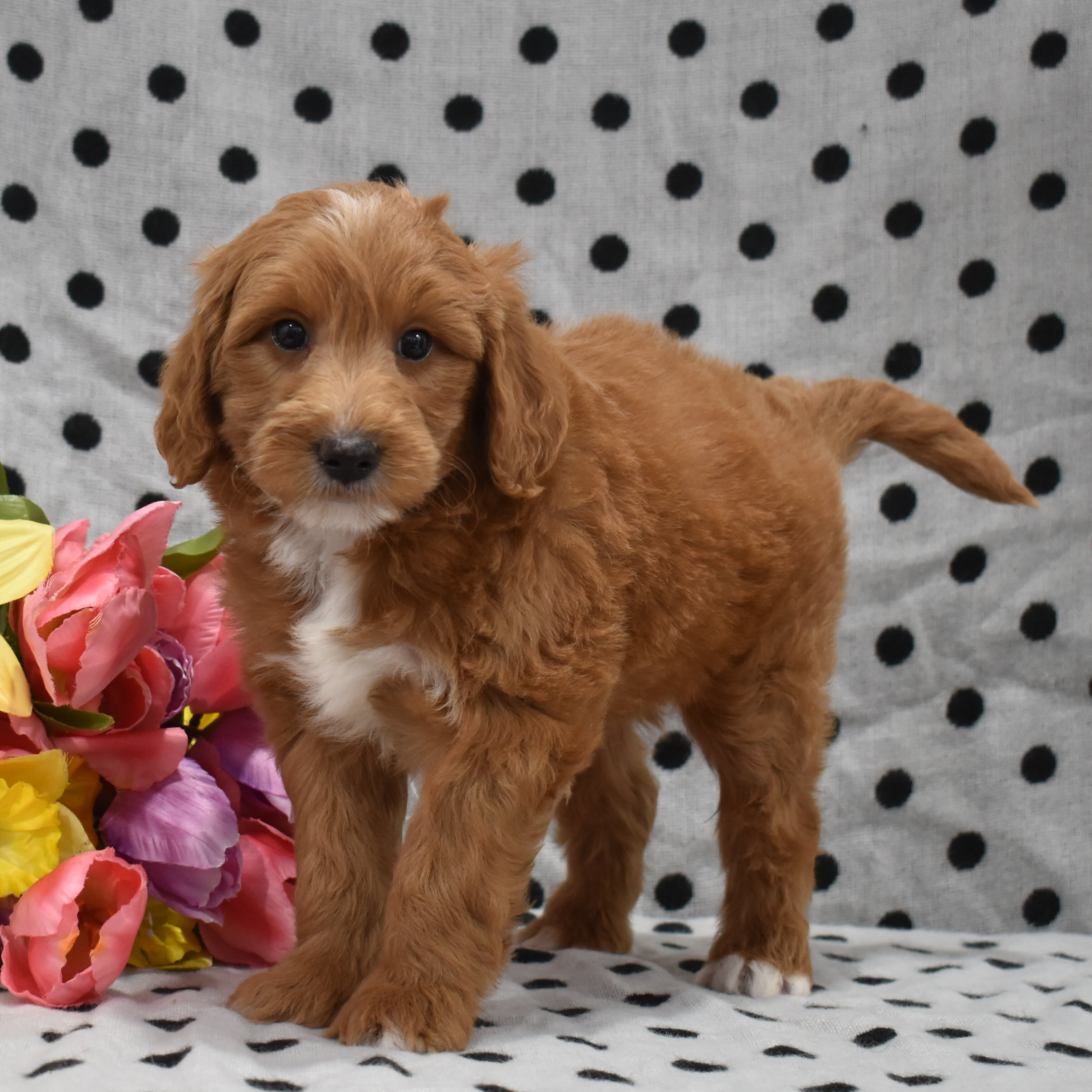 puppy