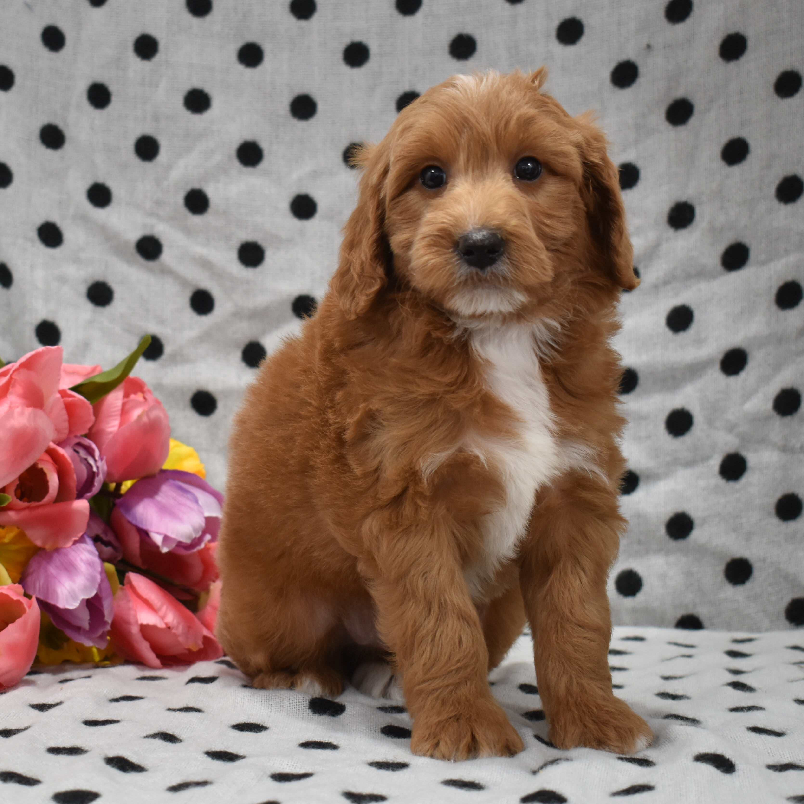 puppy