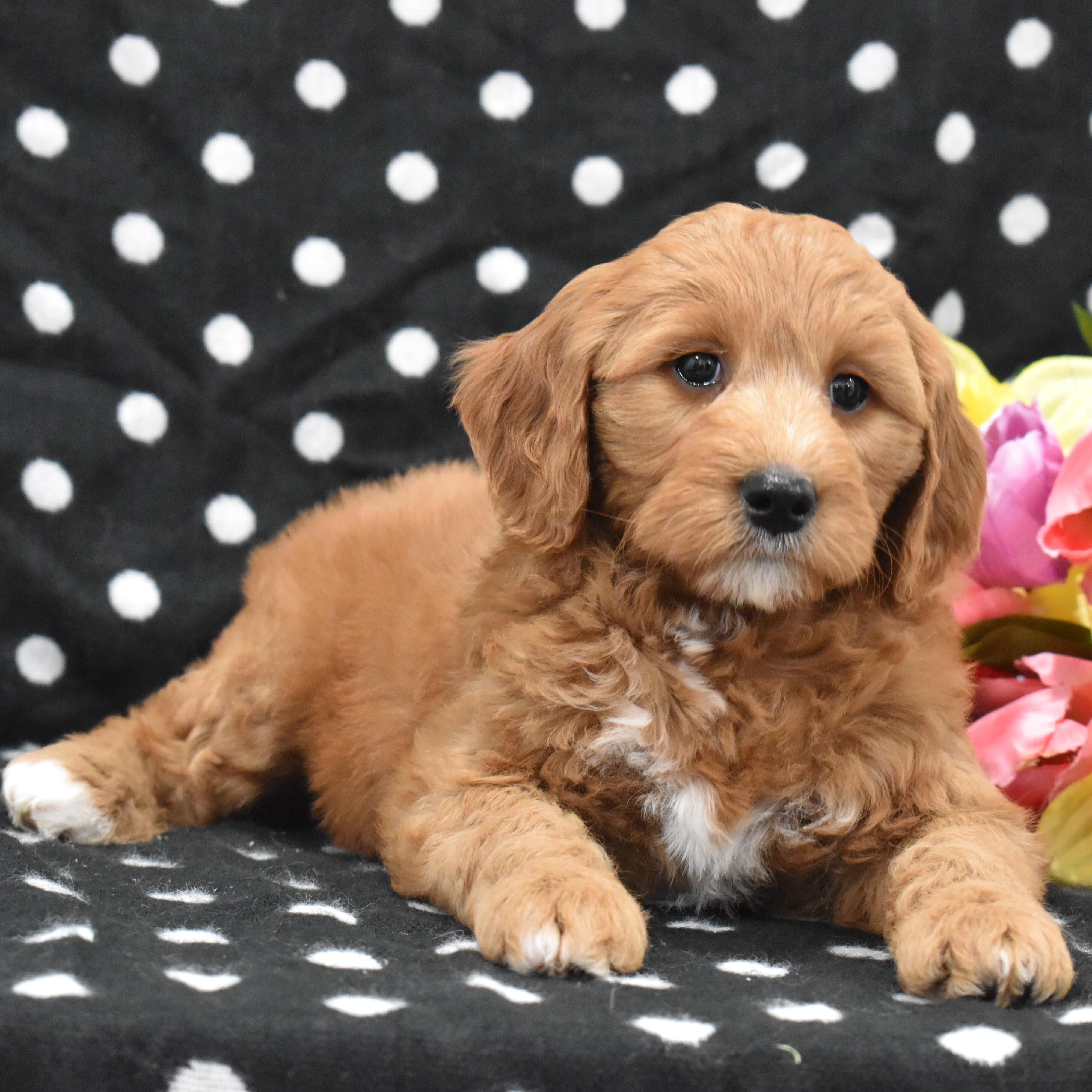 puppy
