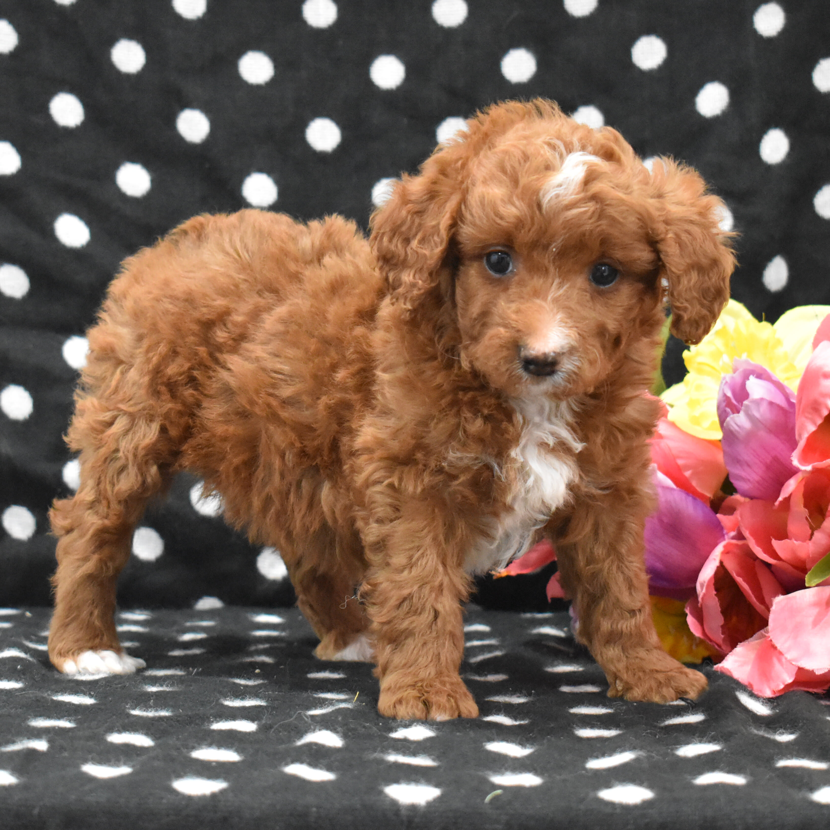 puppy