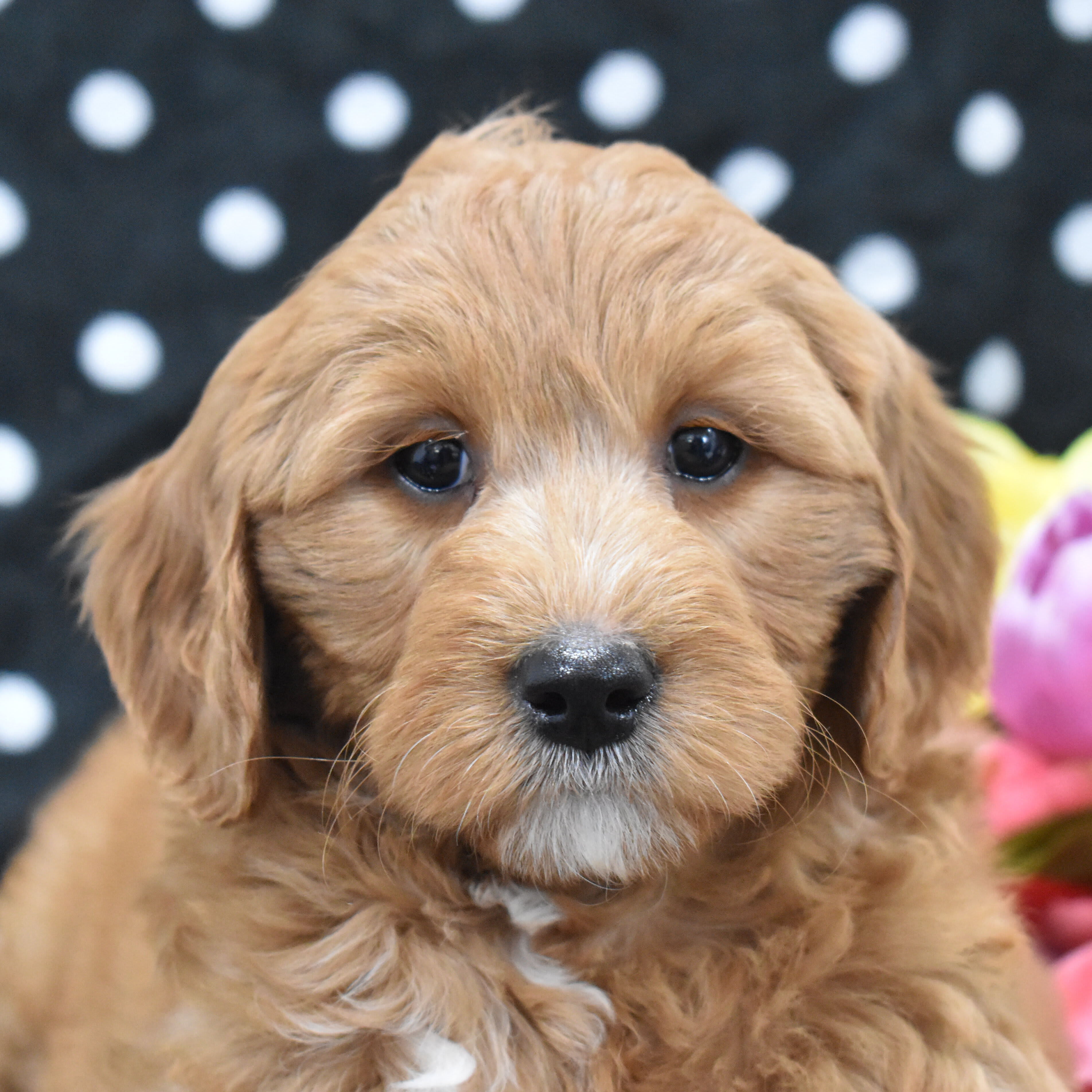puppy