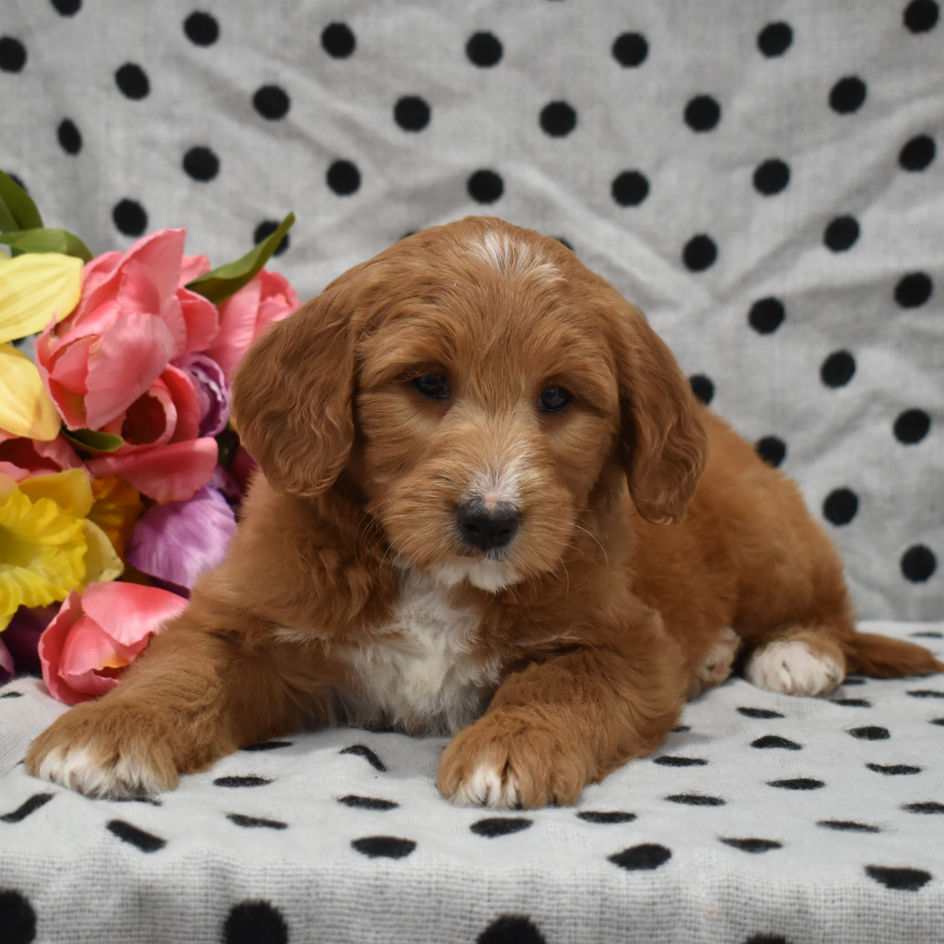 puppy
