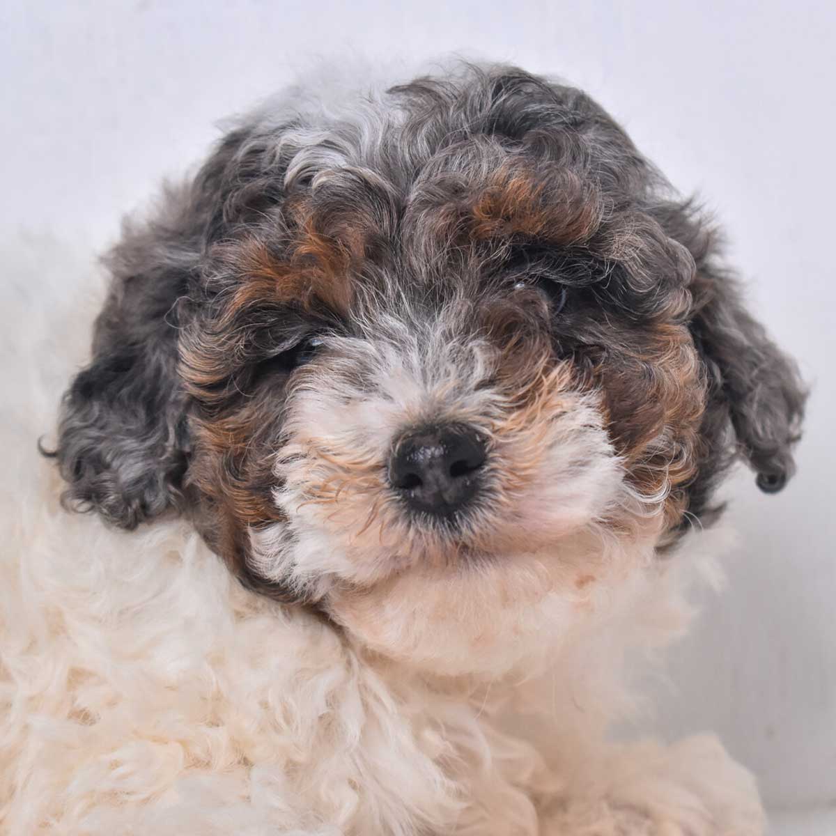 puppy