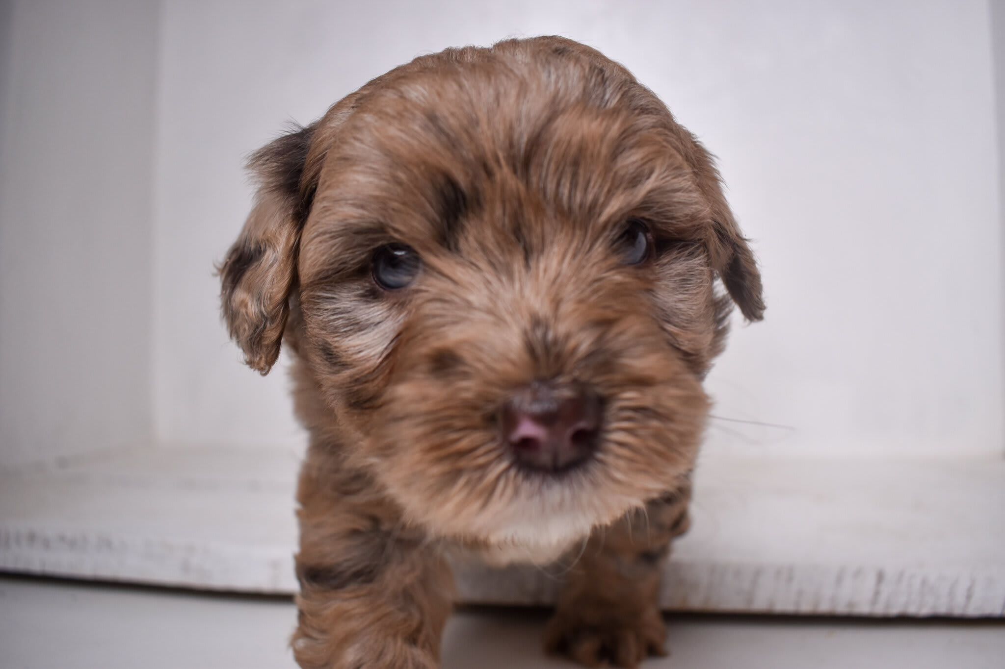 puppy