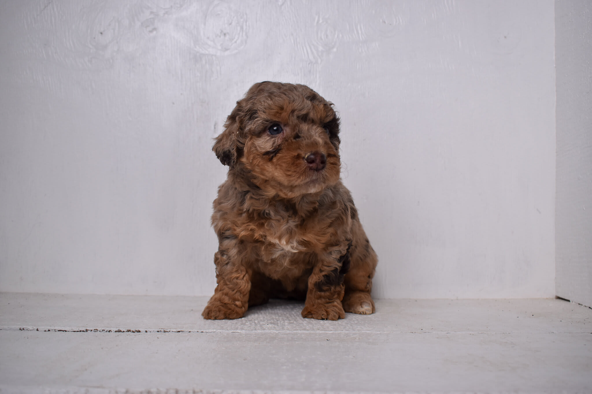 puppy