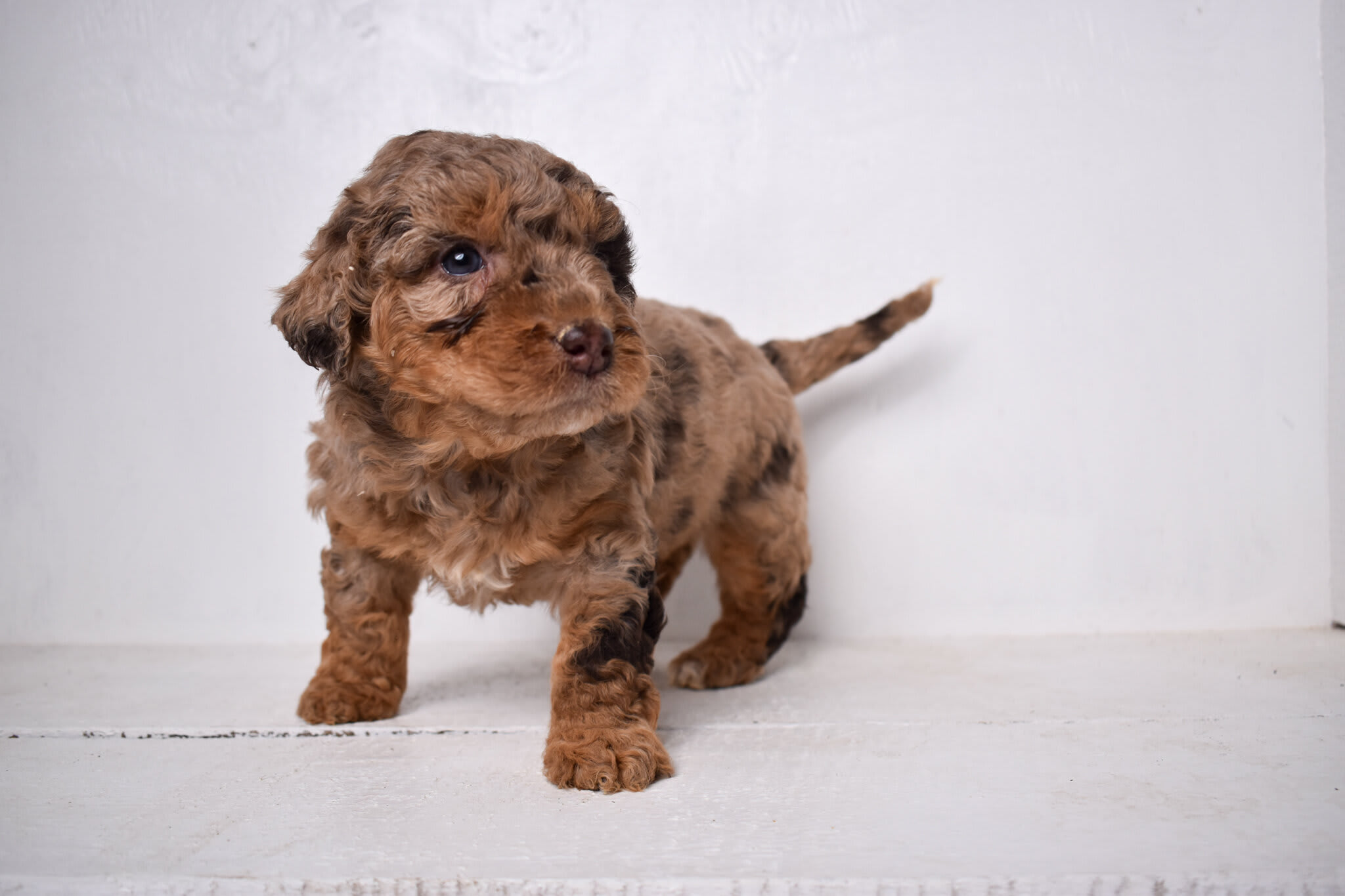 puppy