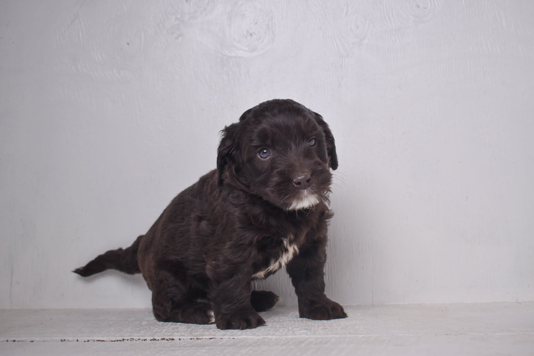 puppy