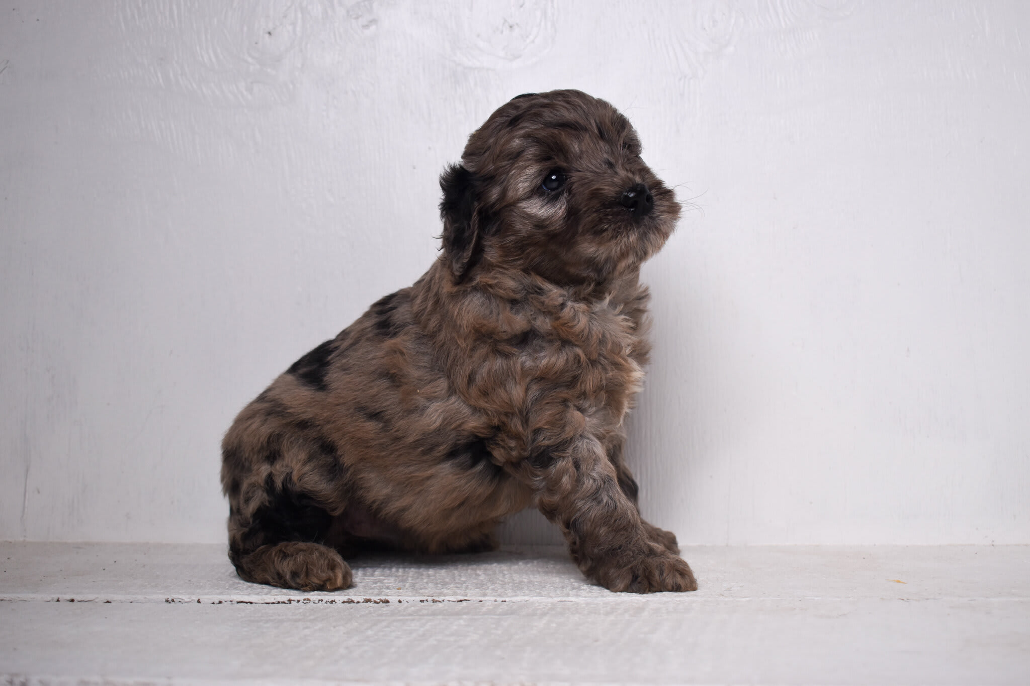puppy