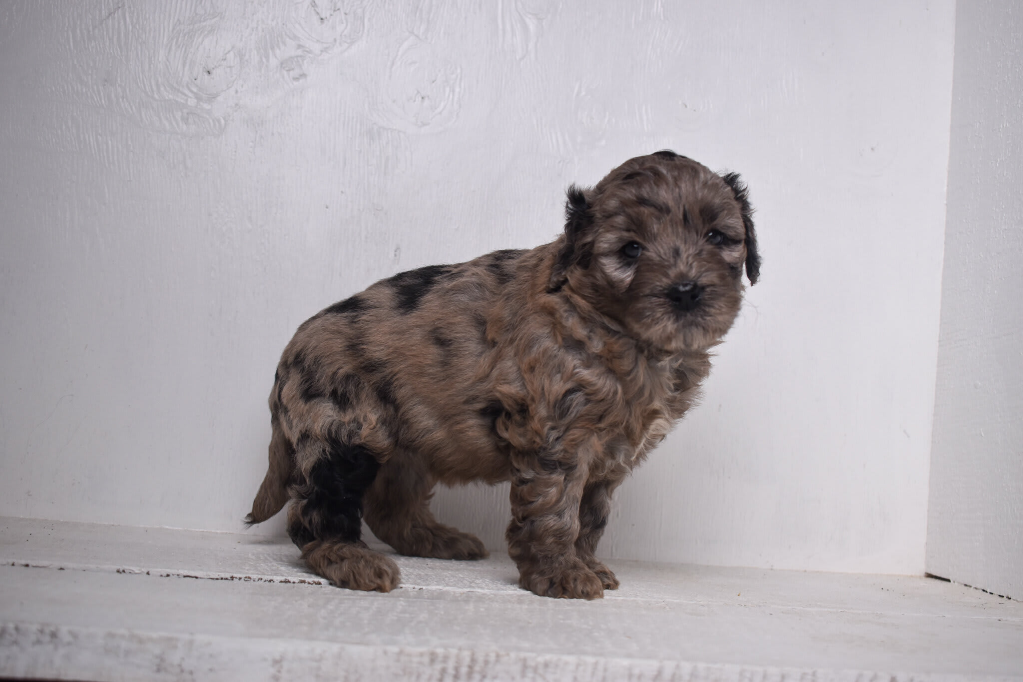 puppy