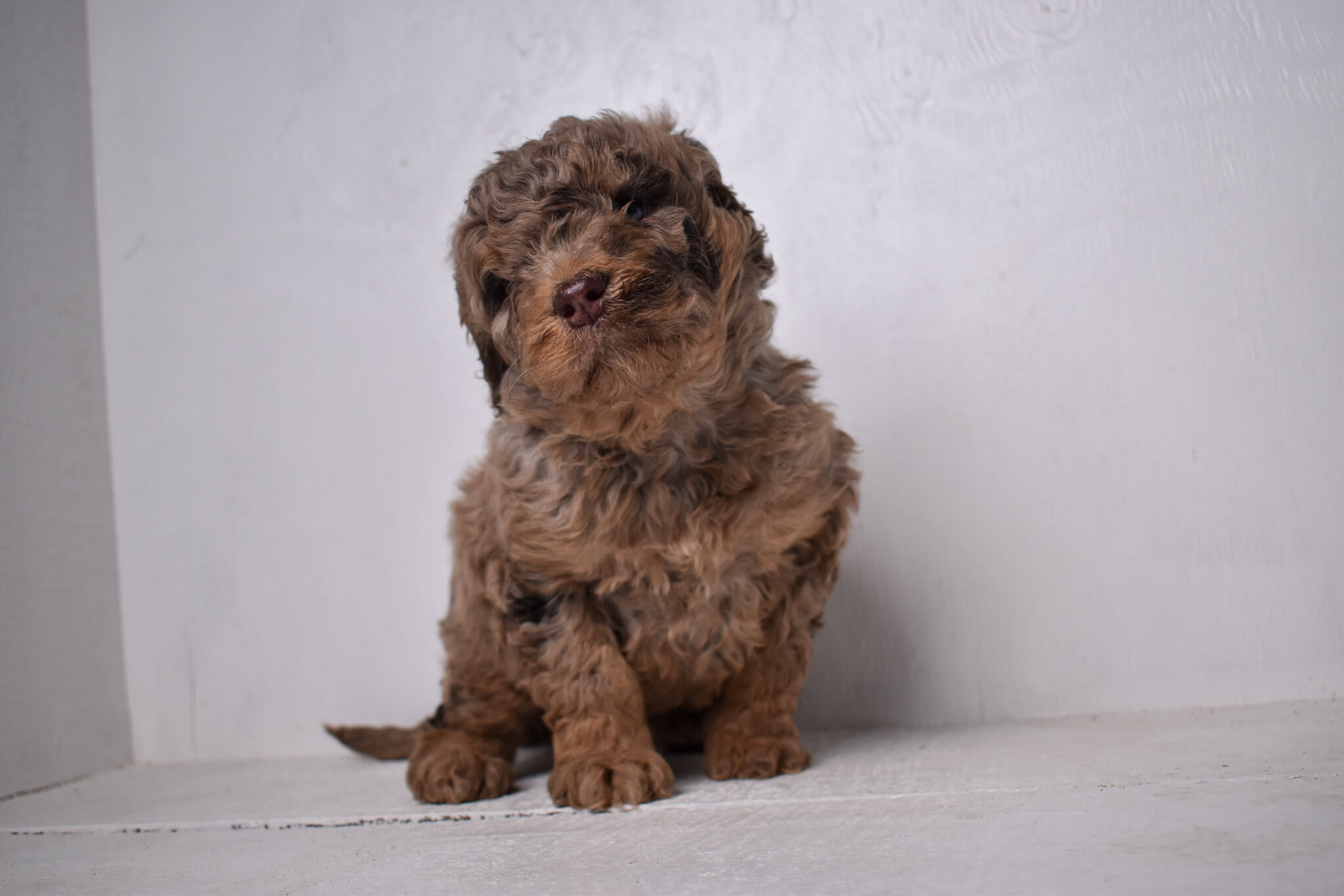 puppy