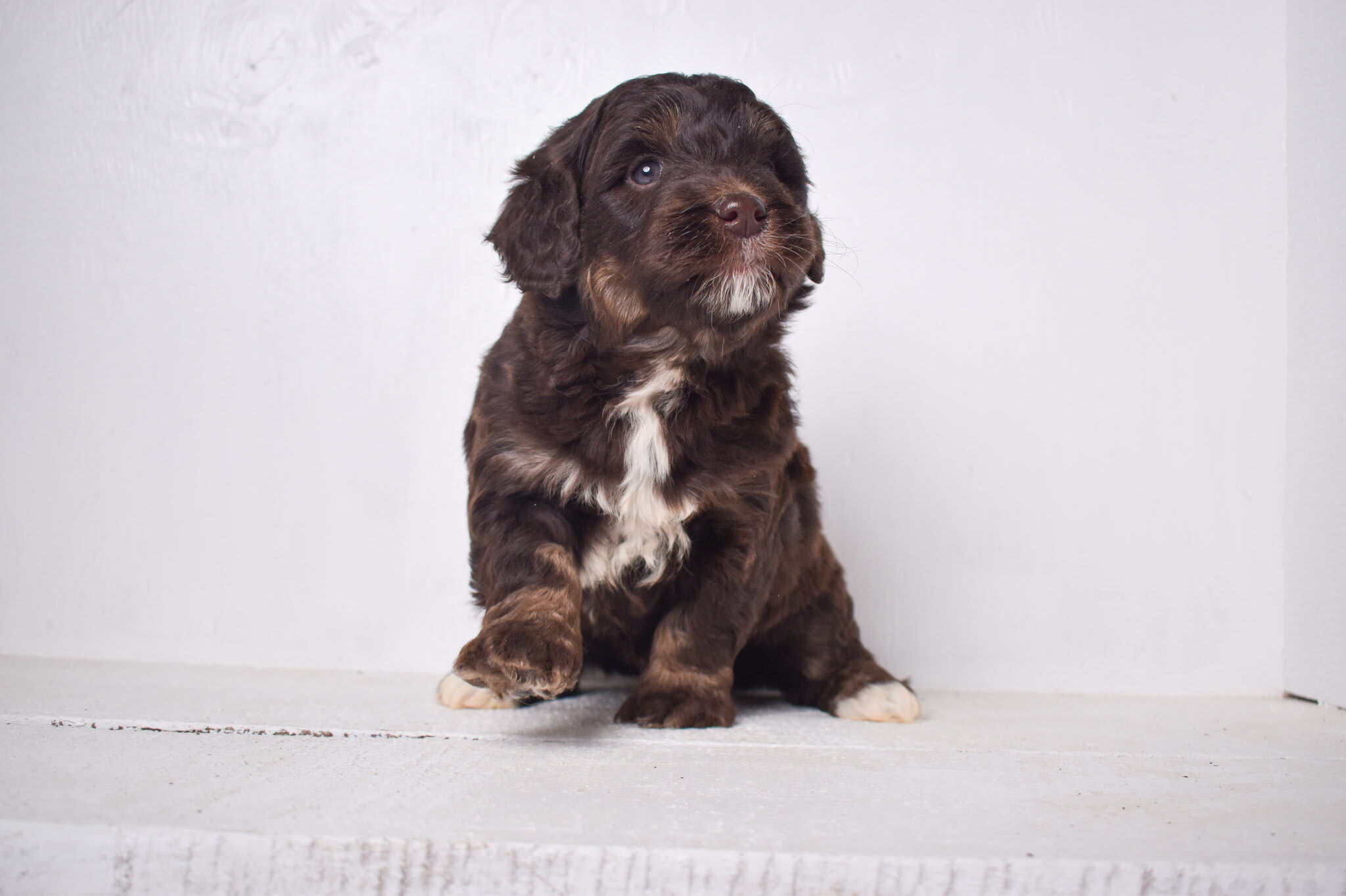 puppy