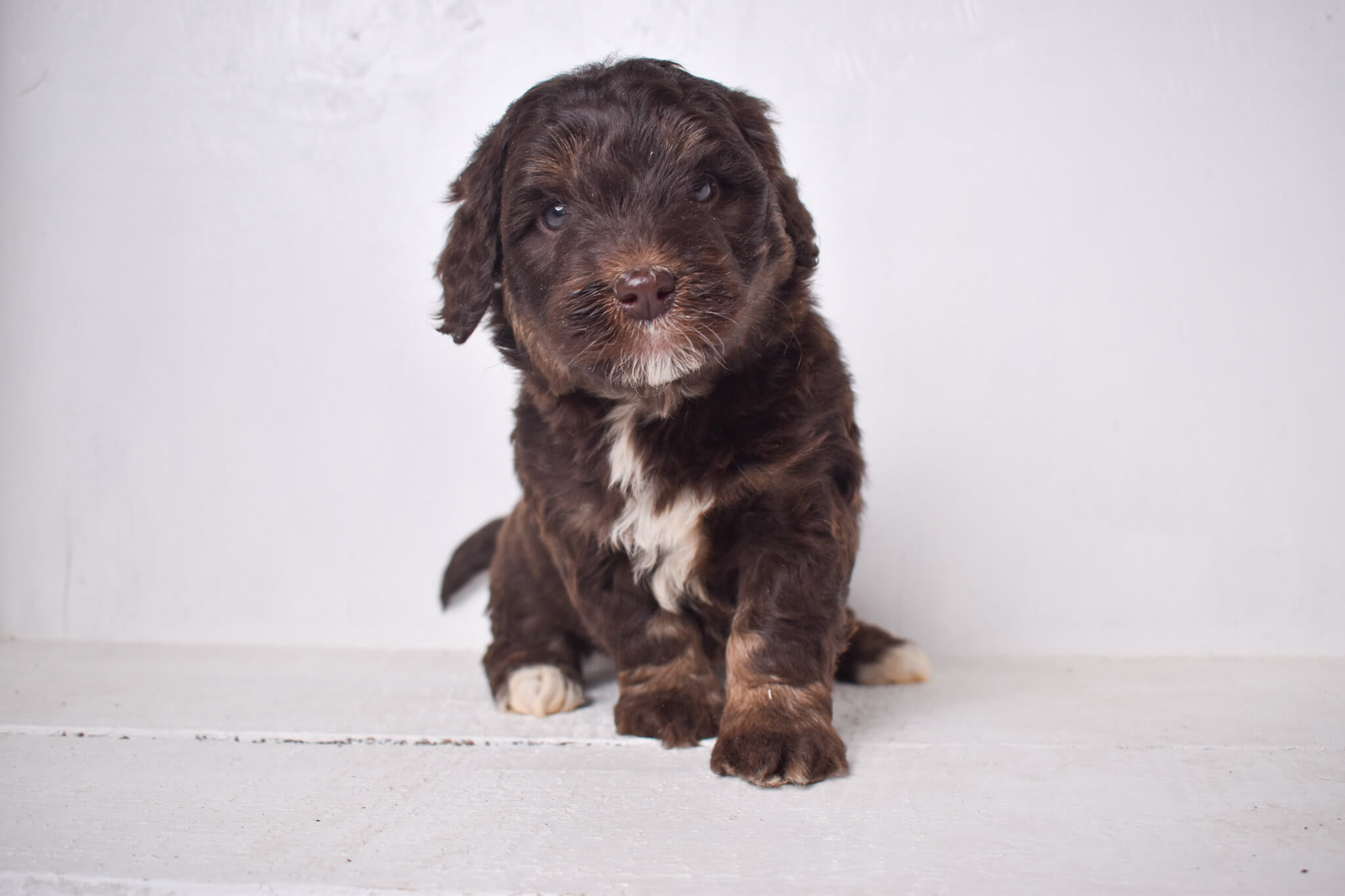puppy