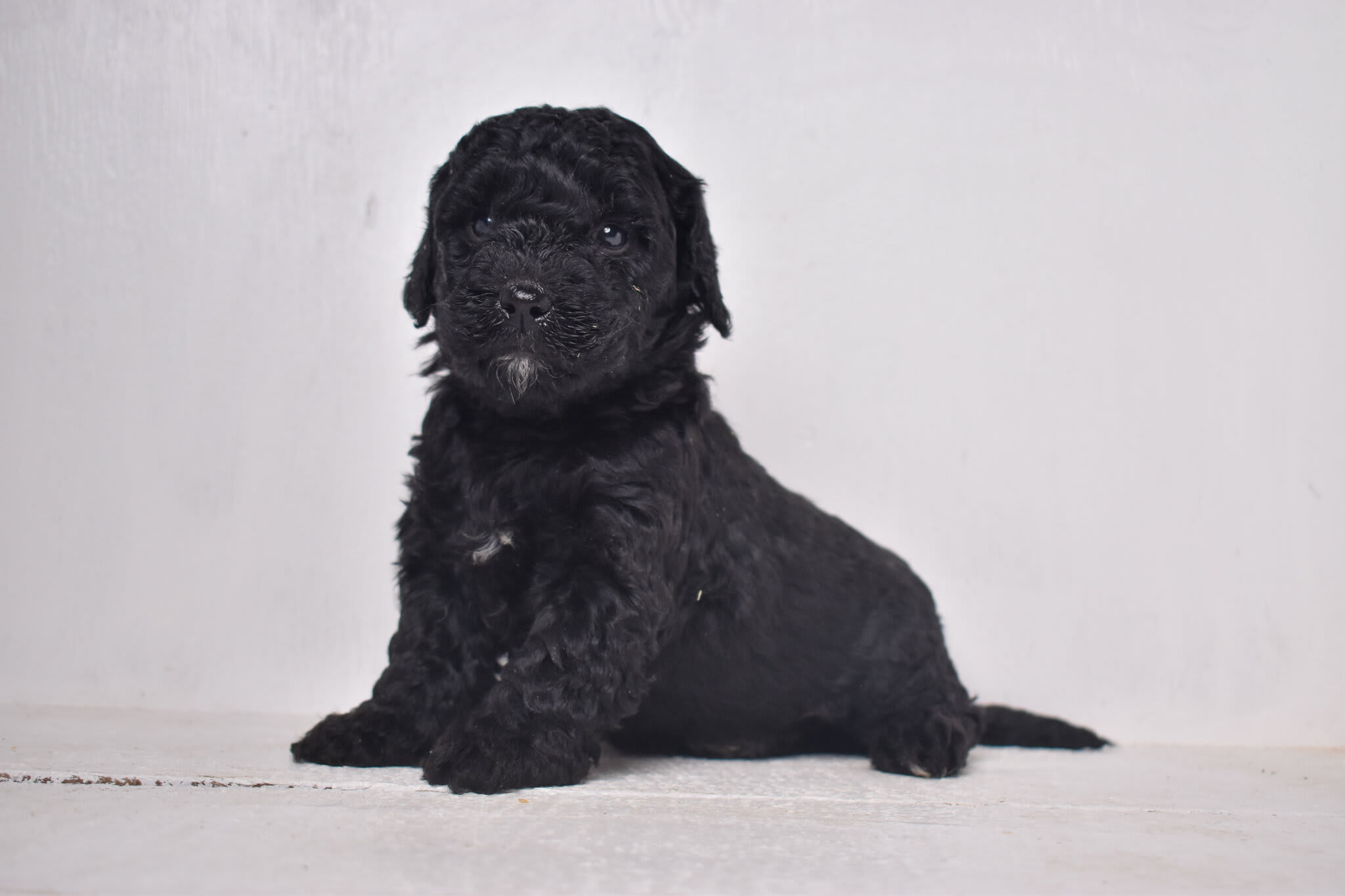 puppy