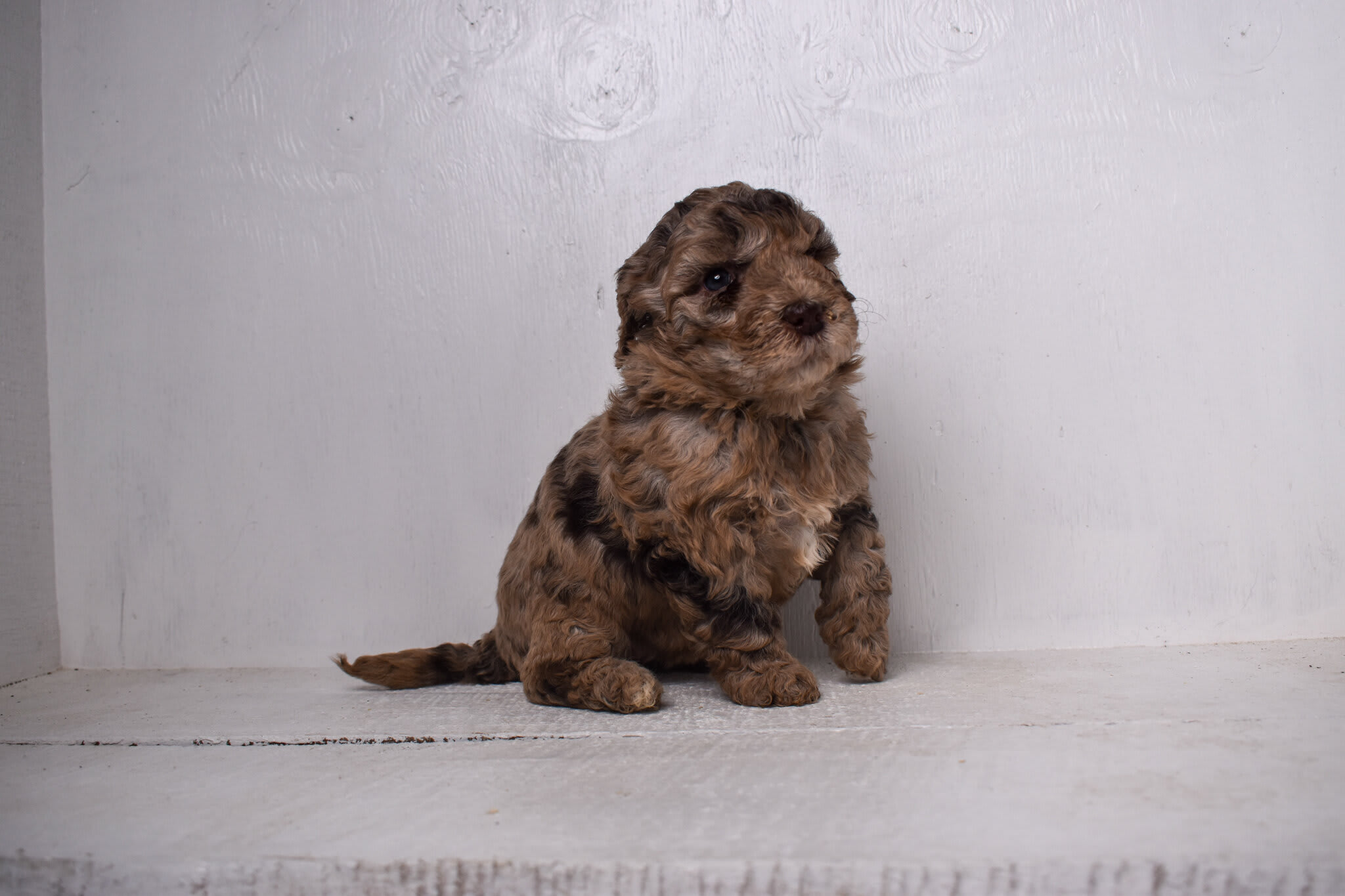 puppy