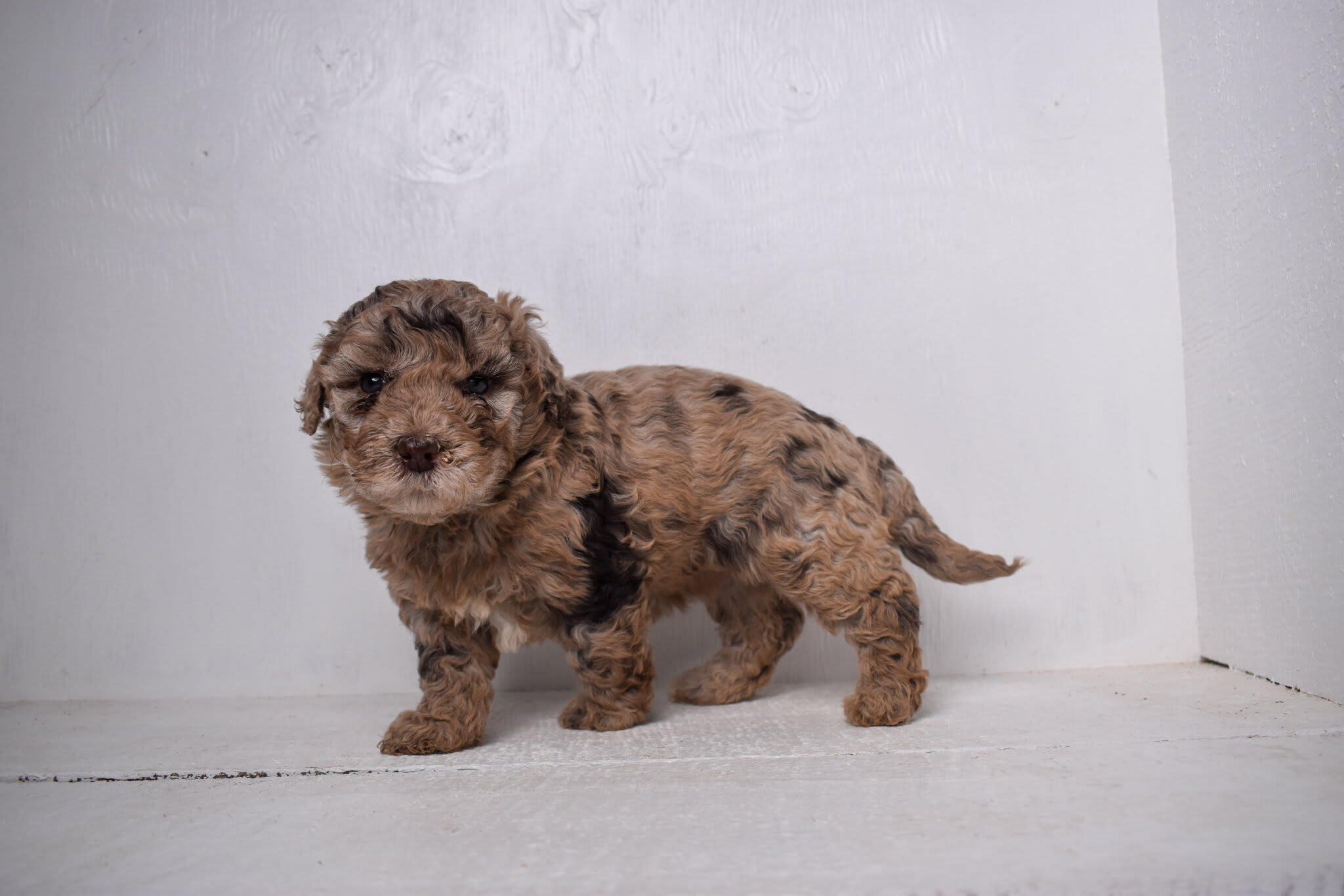 puppy