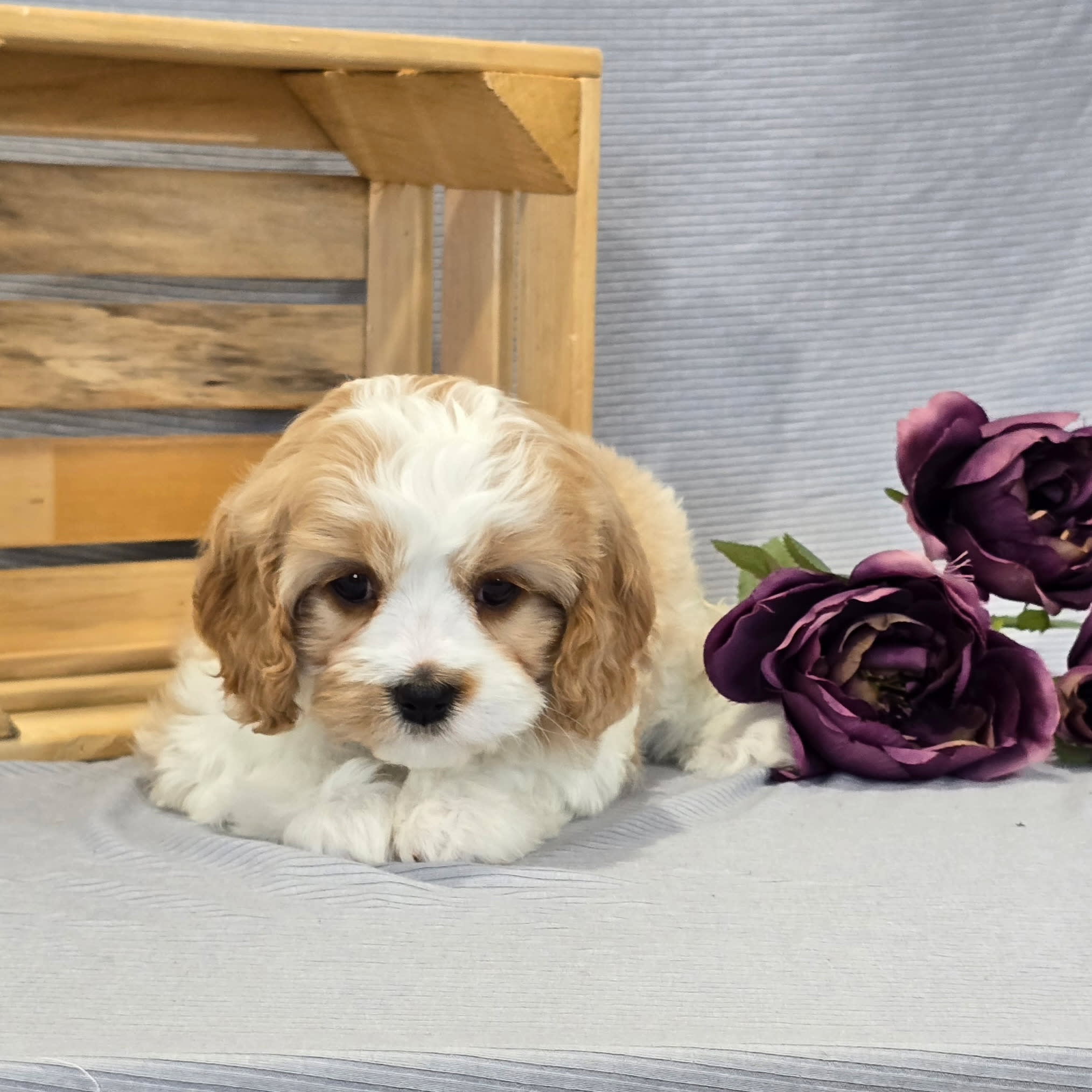 puppy