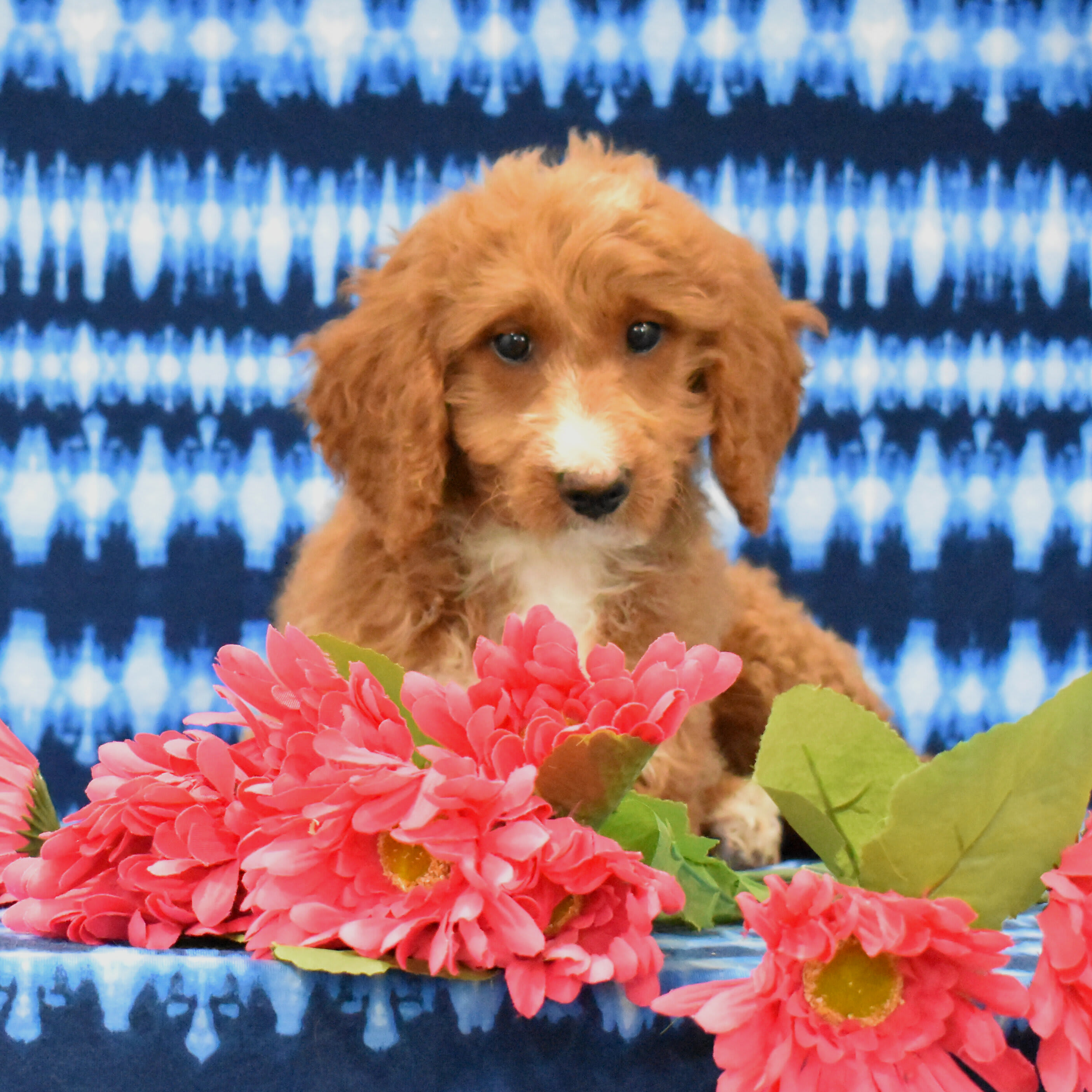 puppy