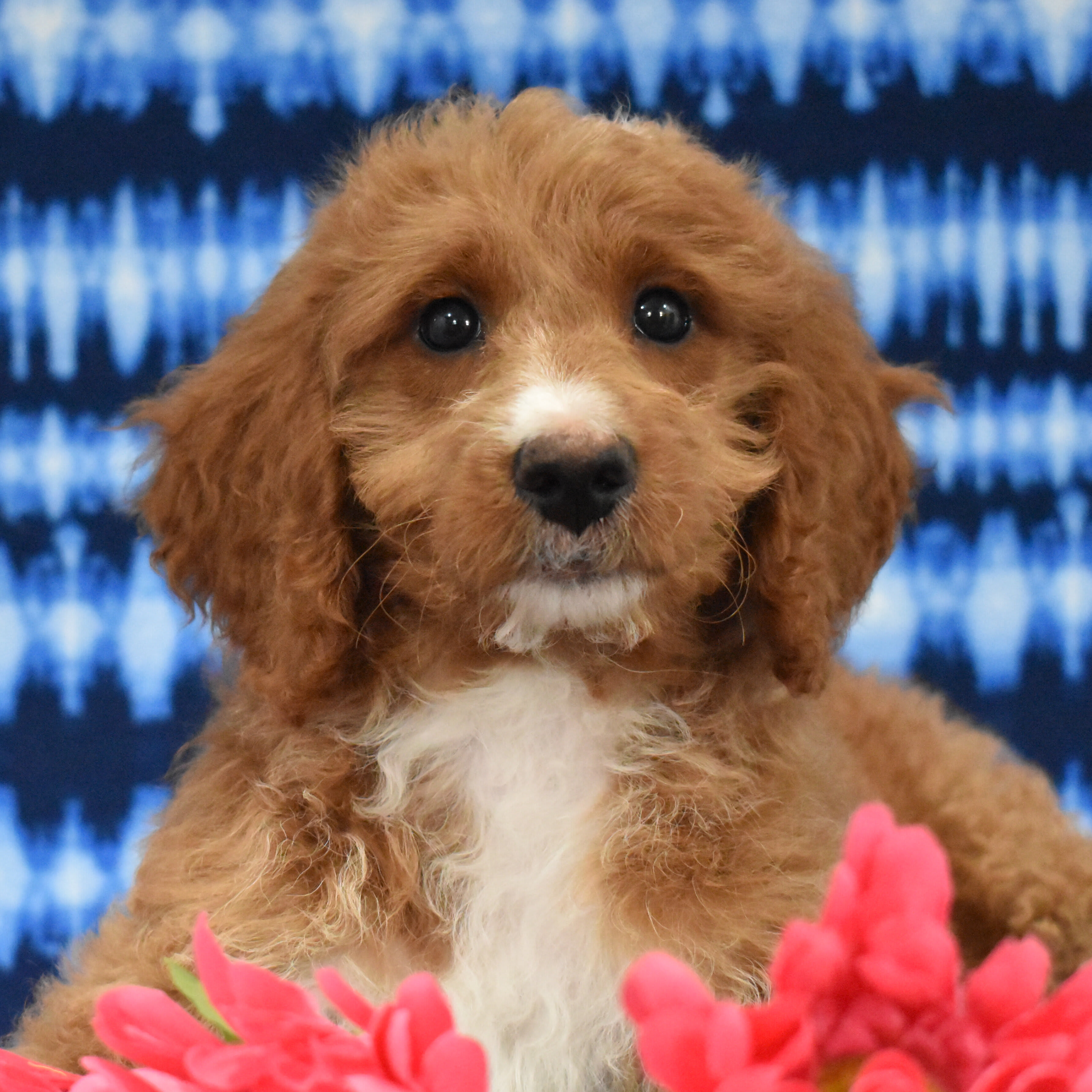puppy