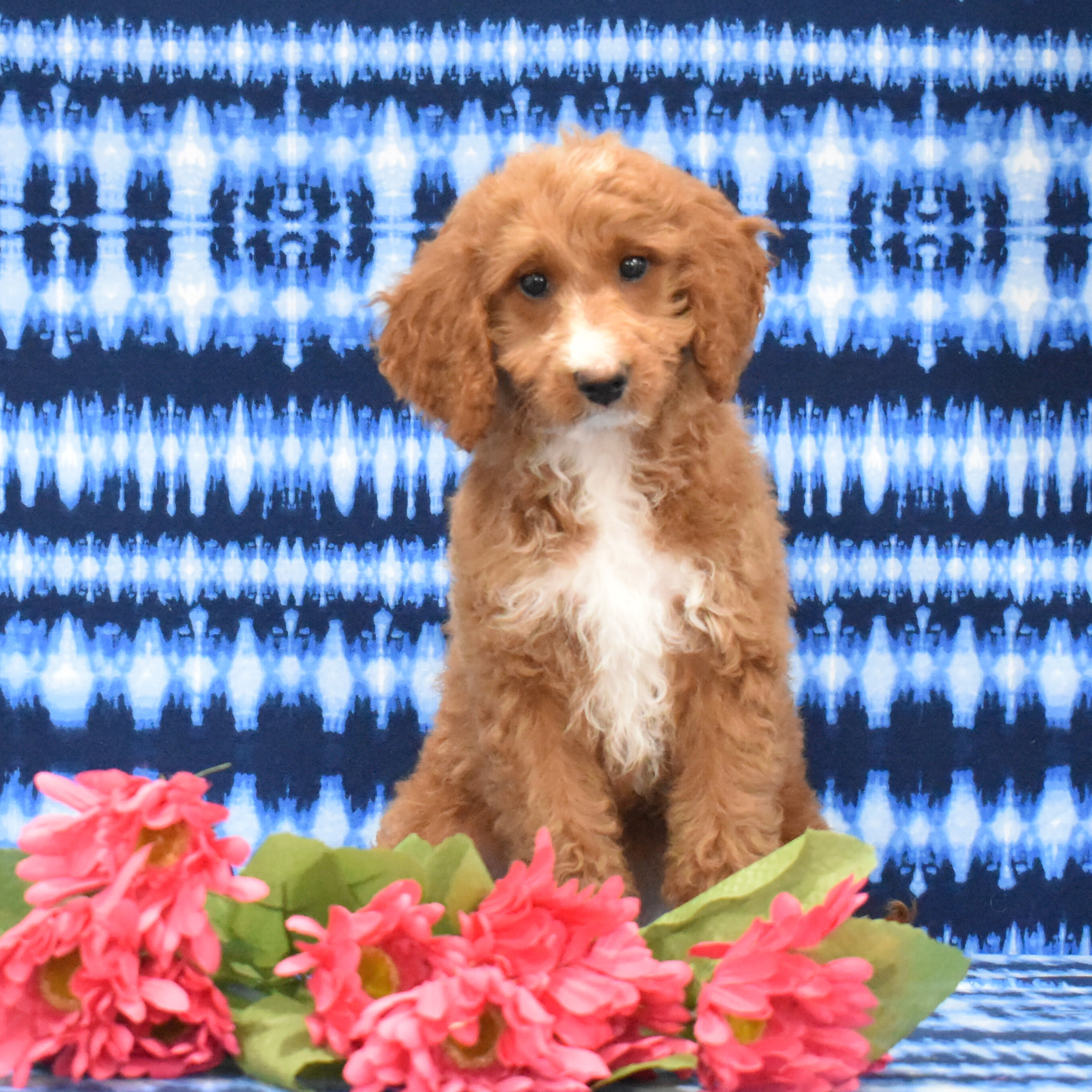 puppy