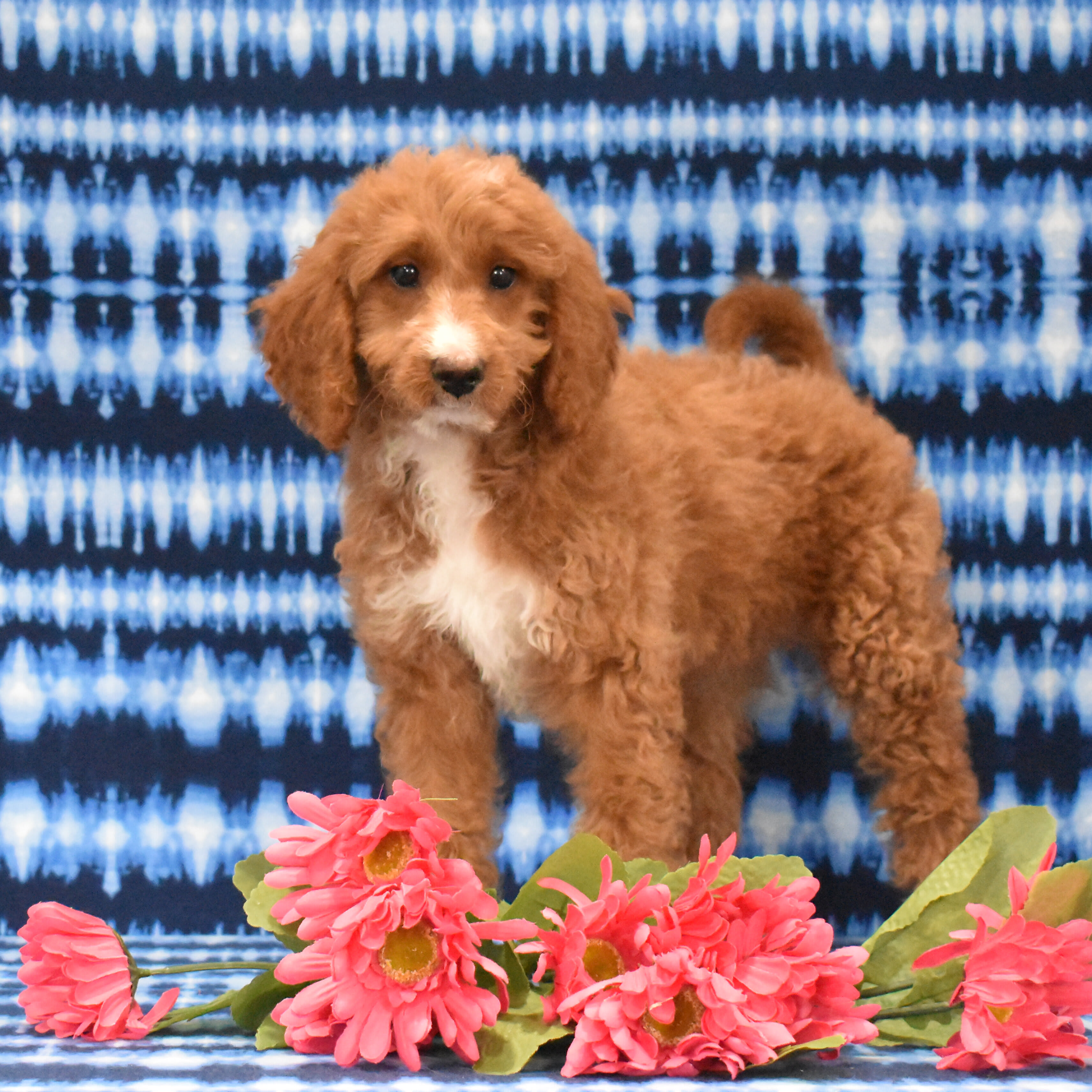 puppy