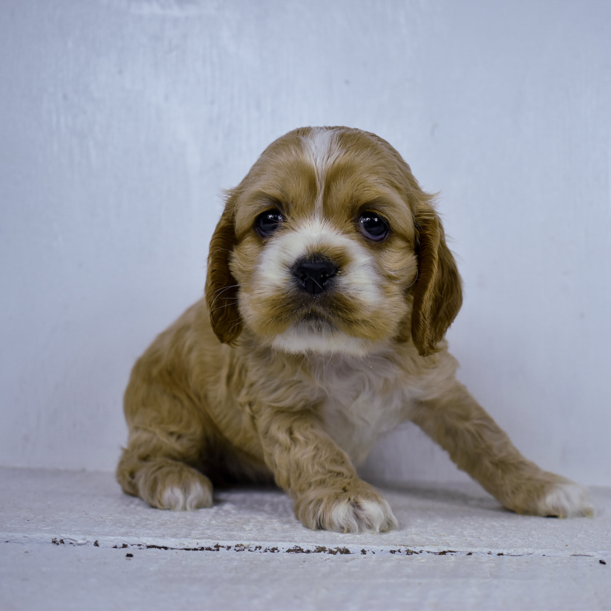 puppy
