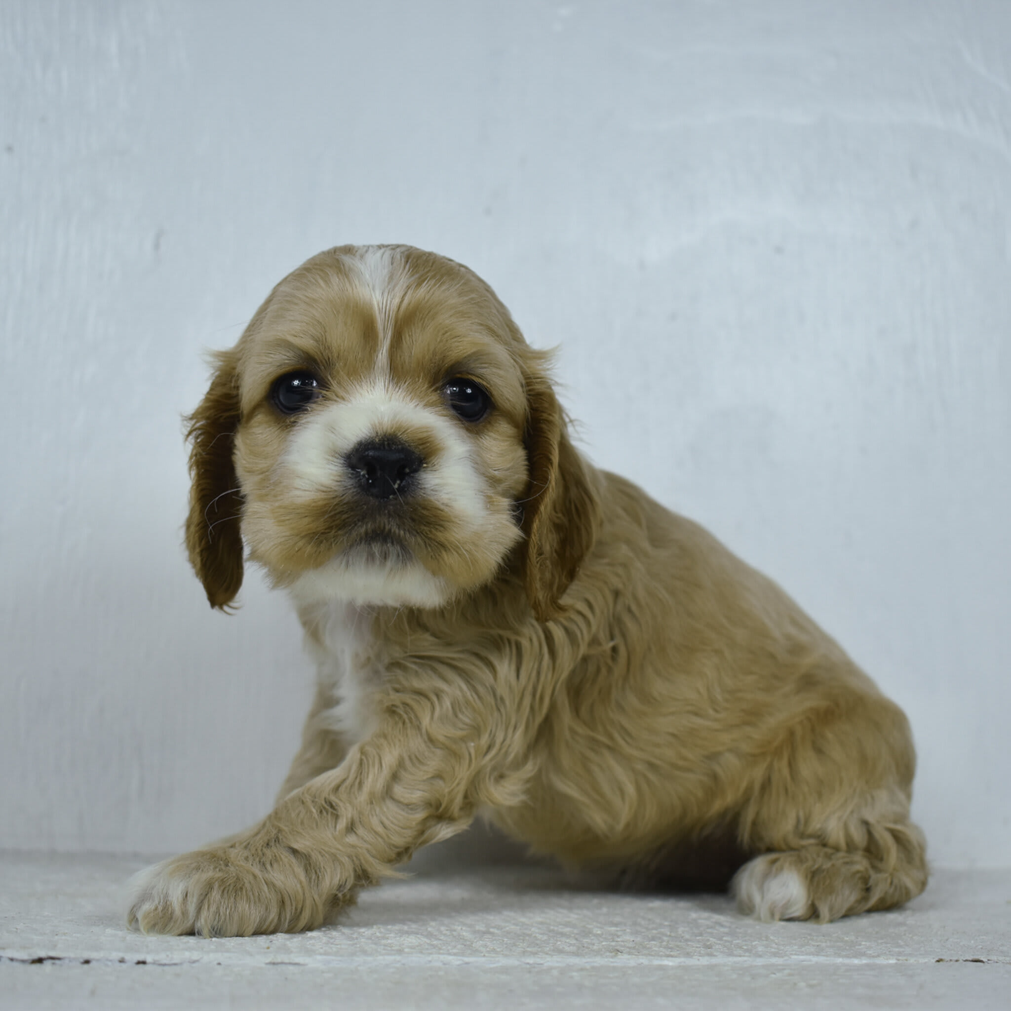 puppy