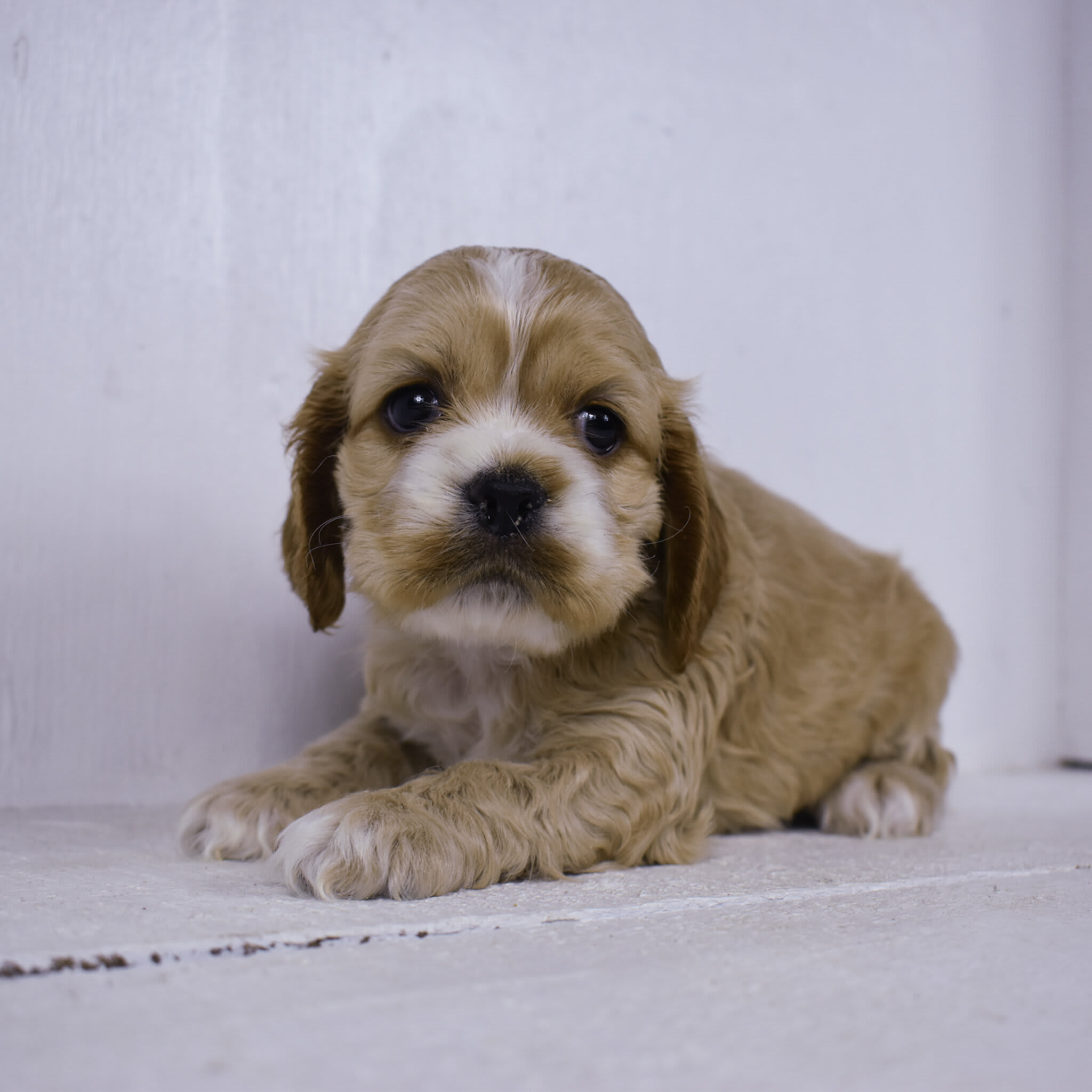 puppy