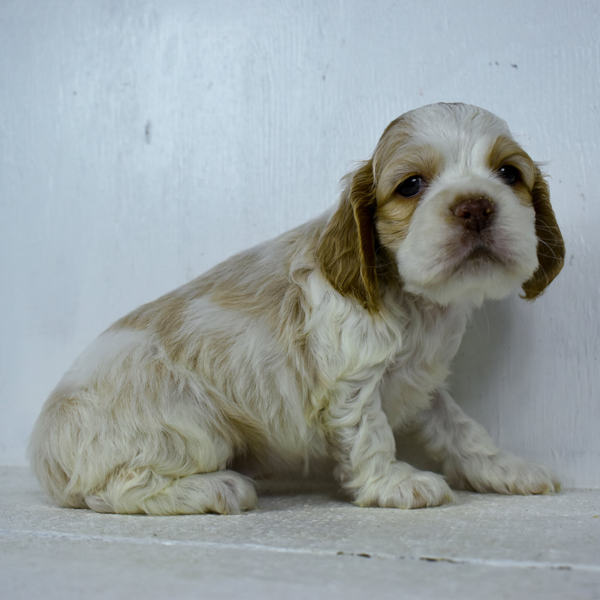 puppy