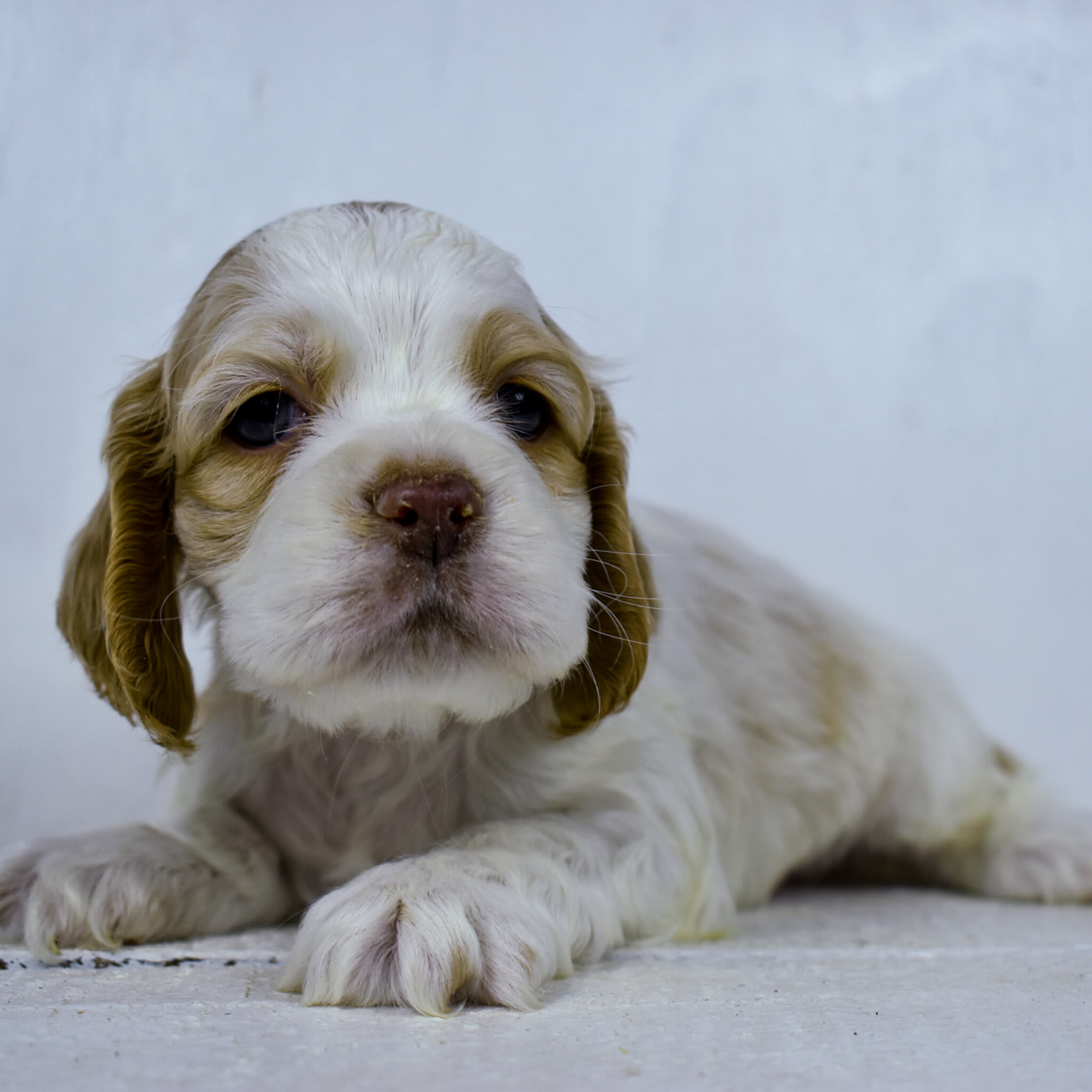 puppy