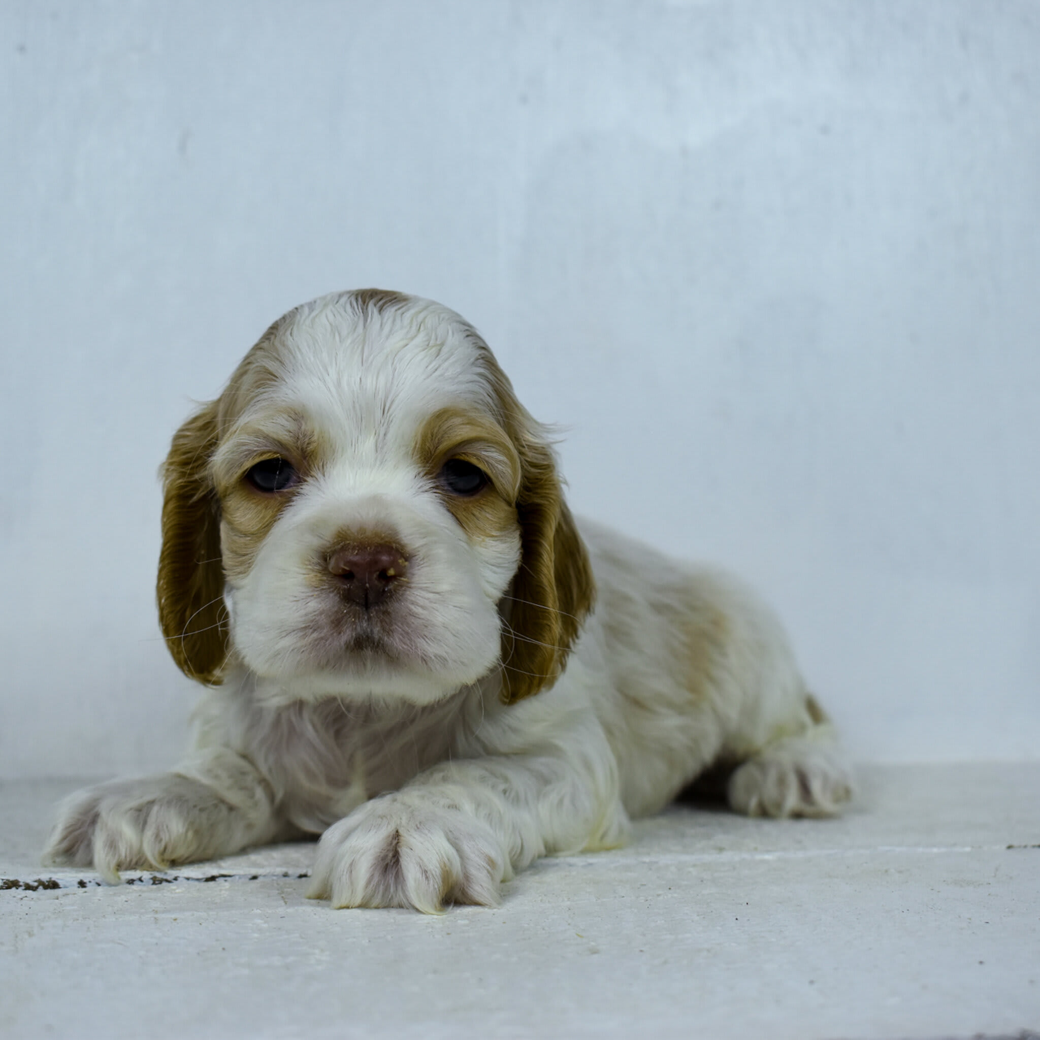 puppy