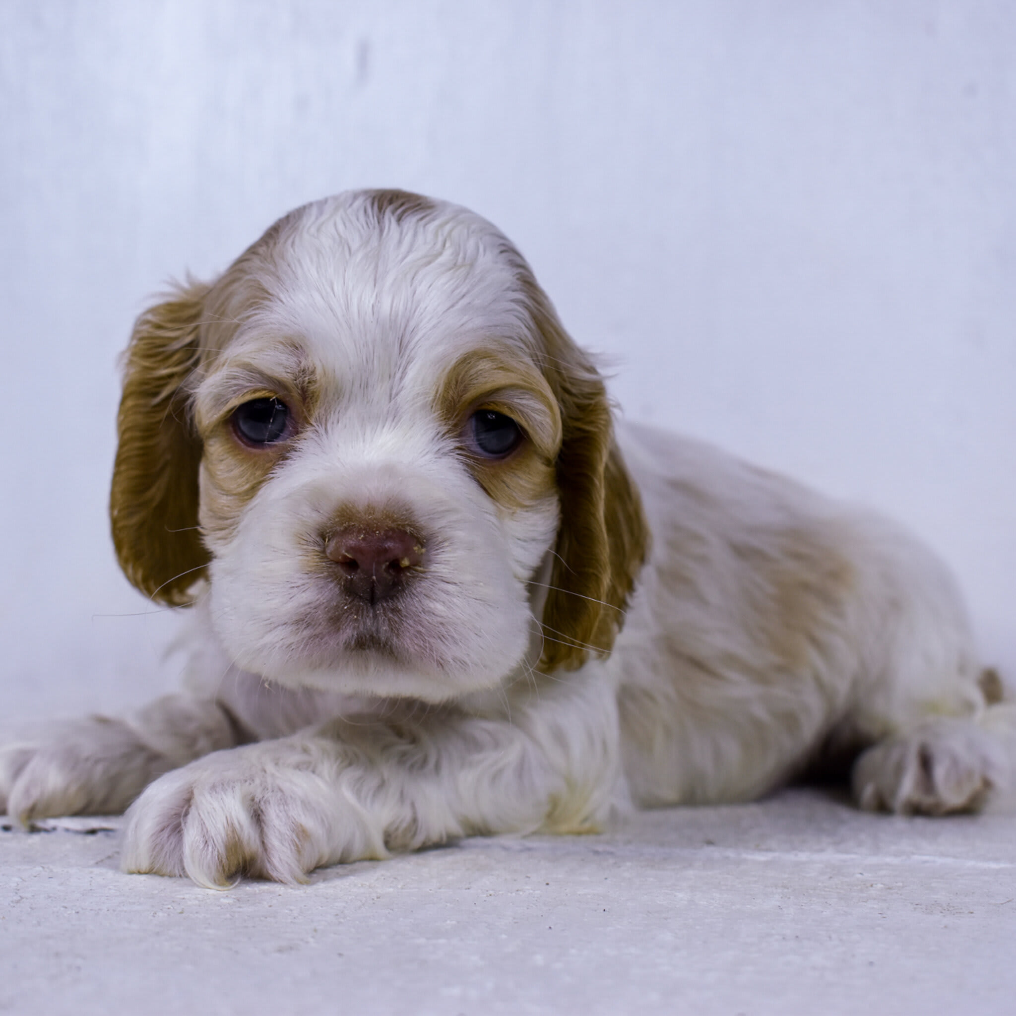 puppy