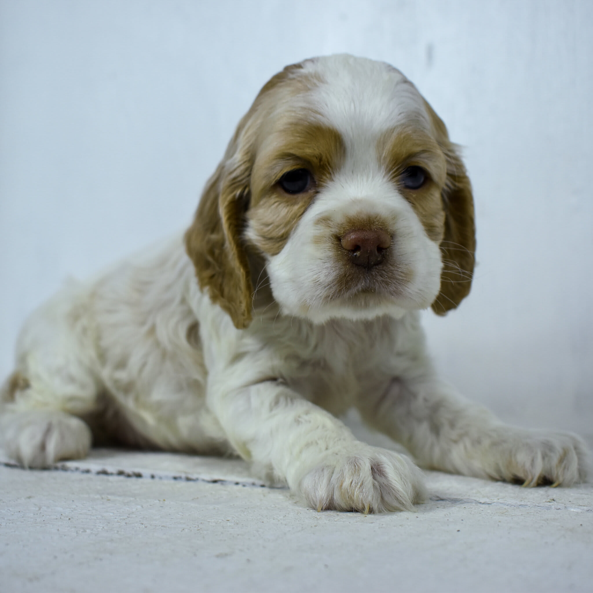 puppy