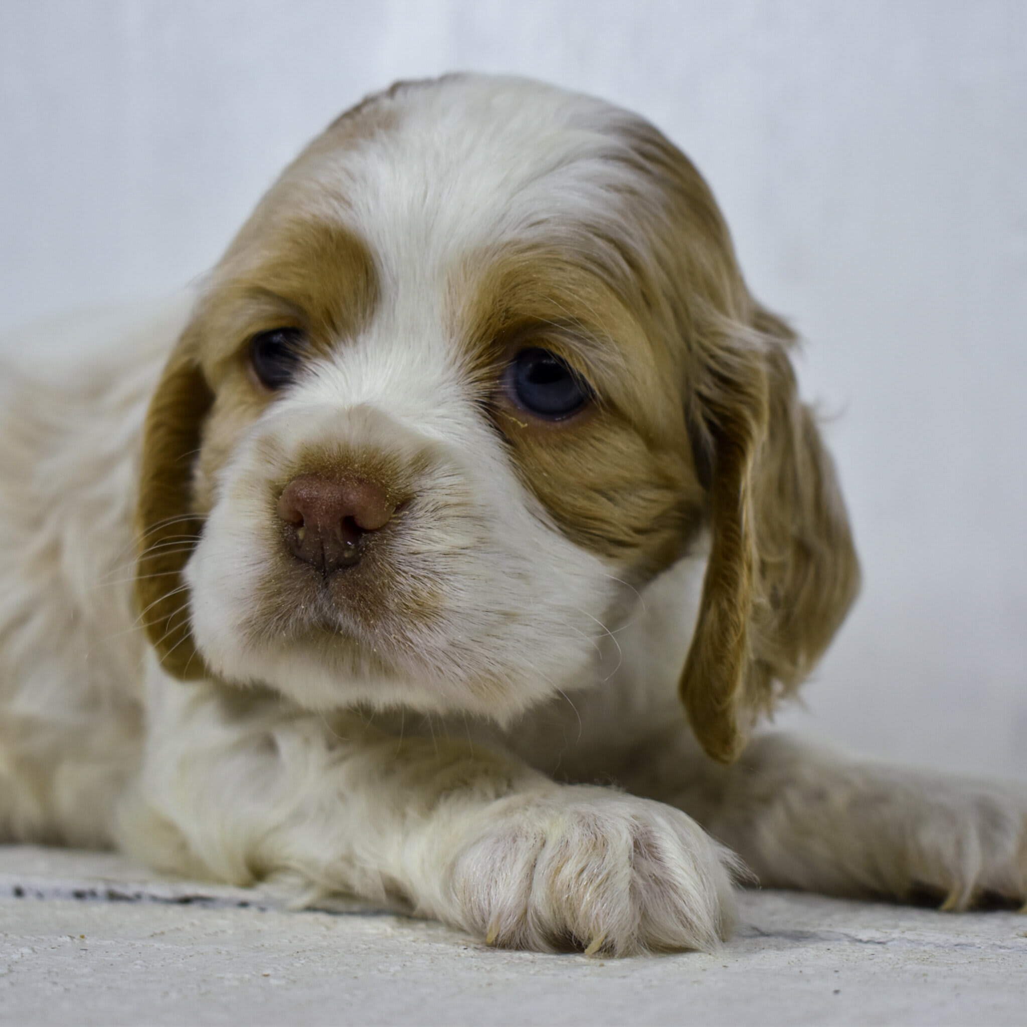 puppy