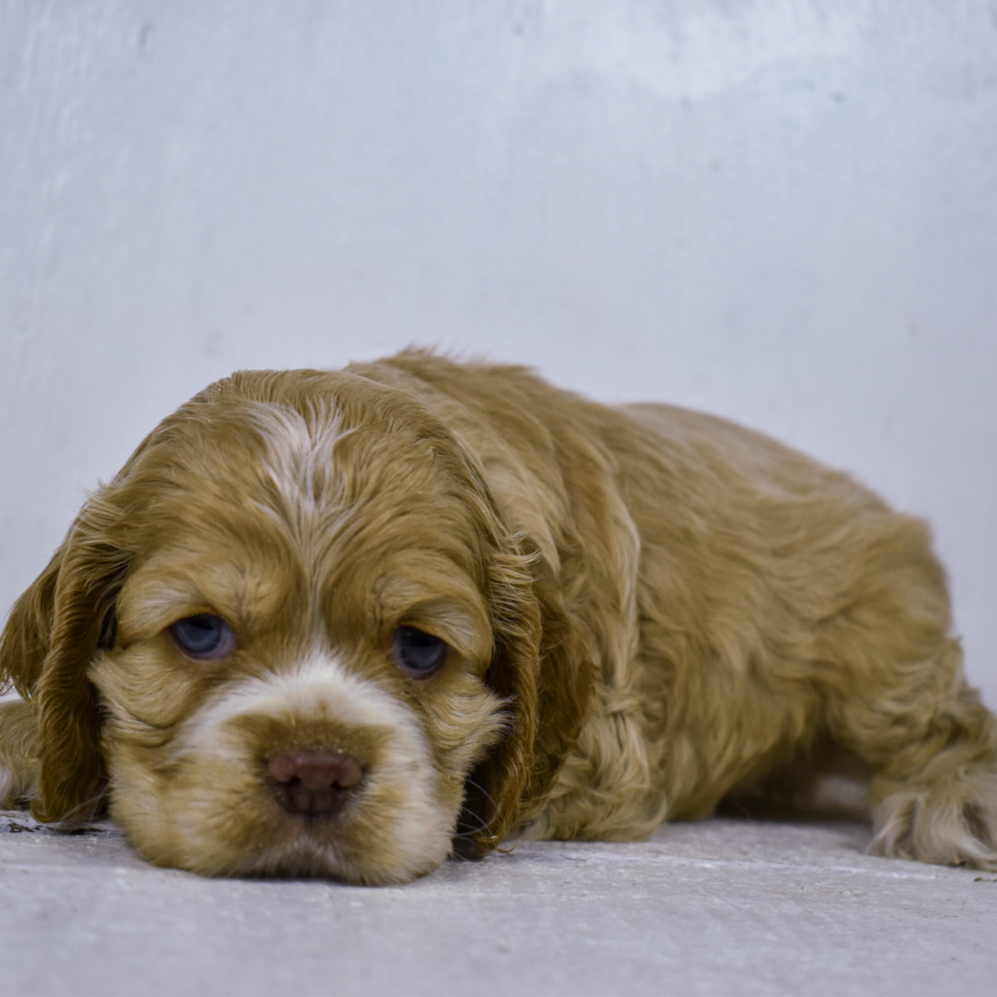 puppy