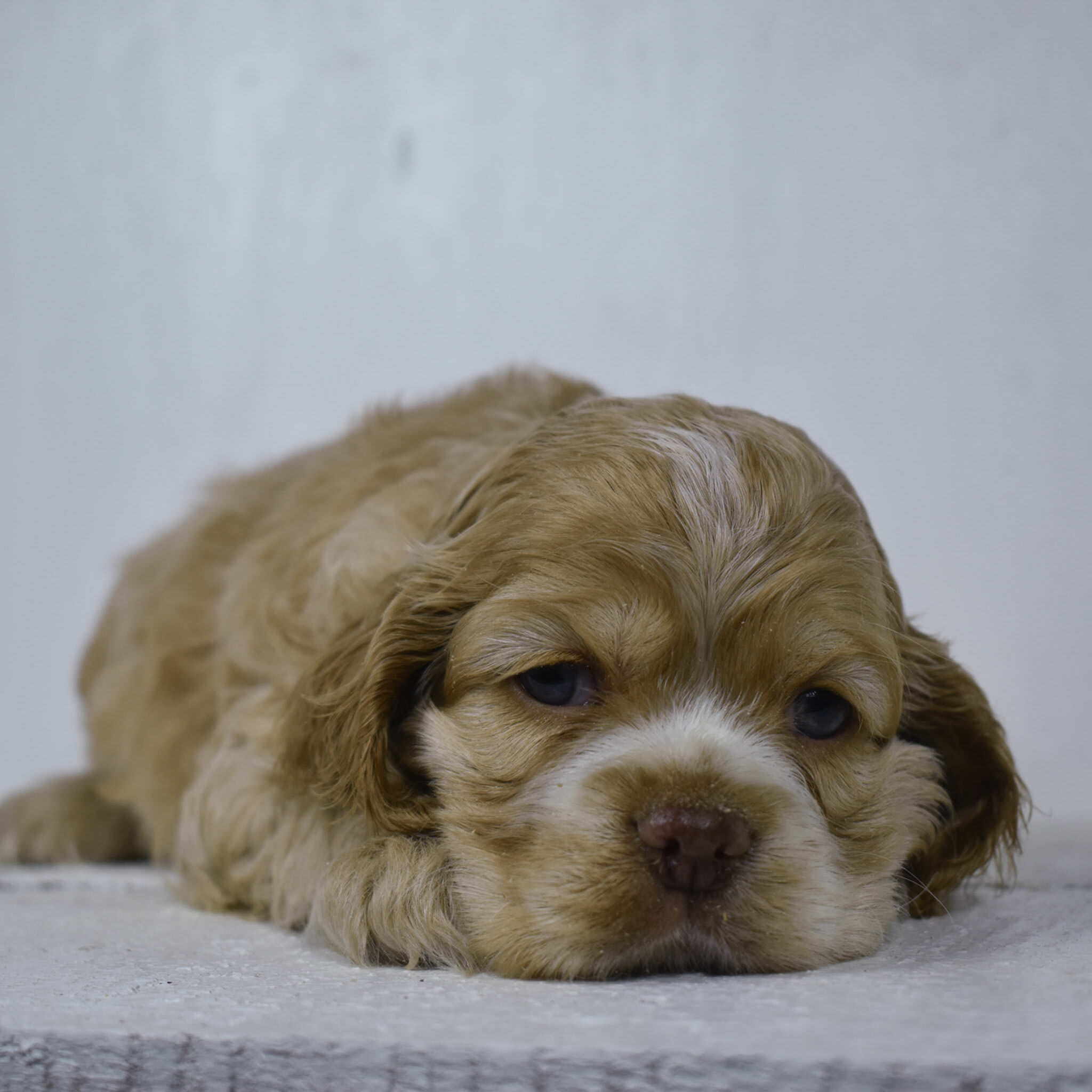 puppy
