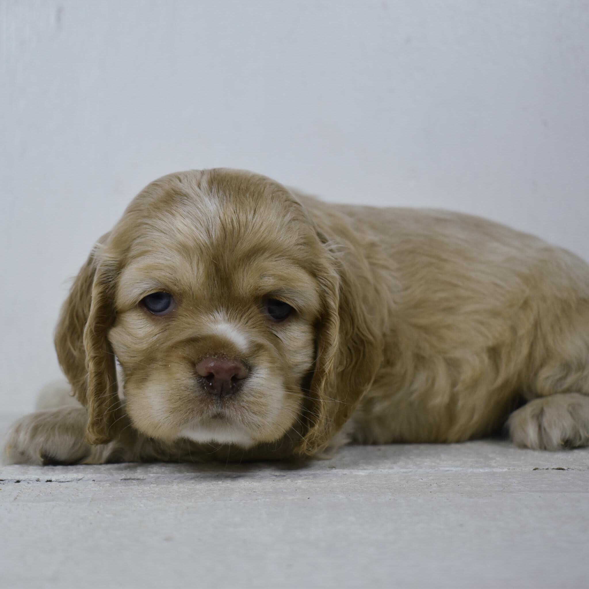 puppy