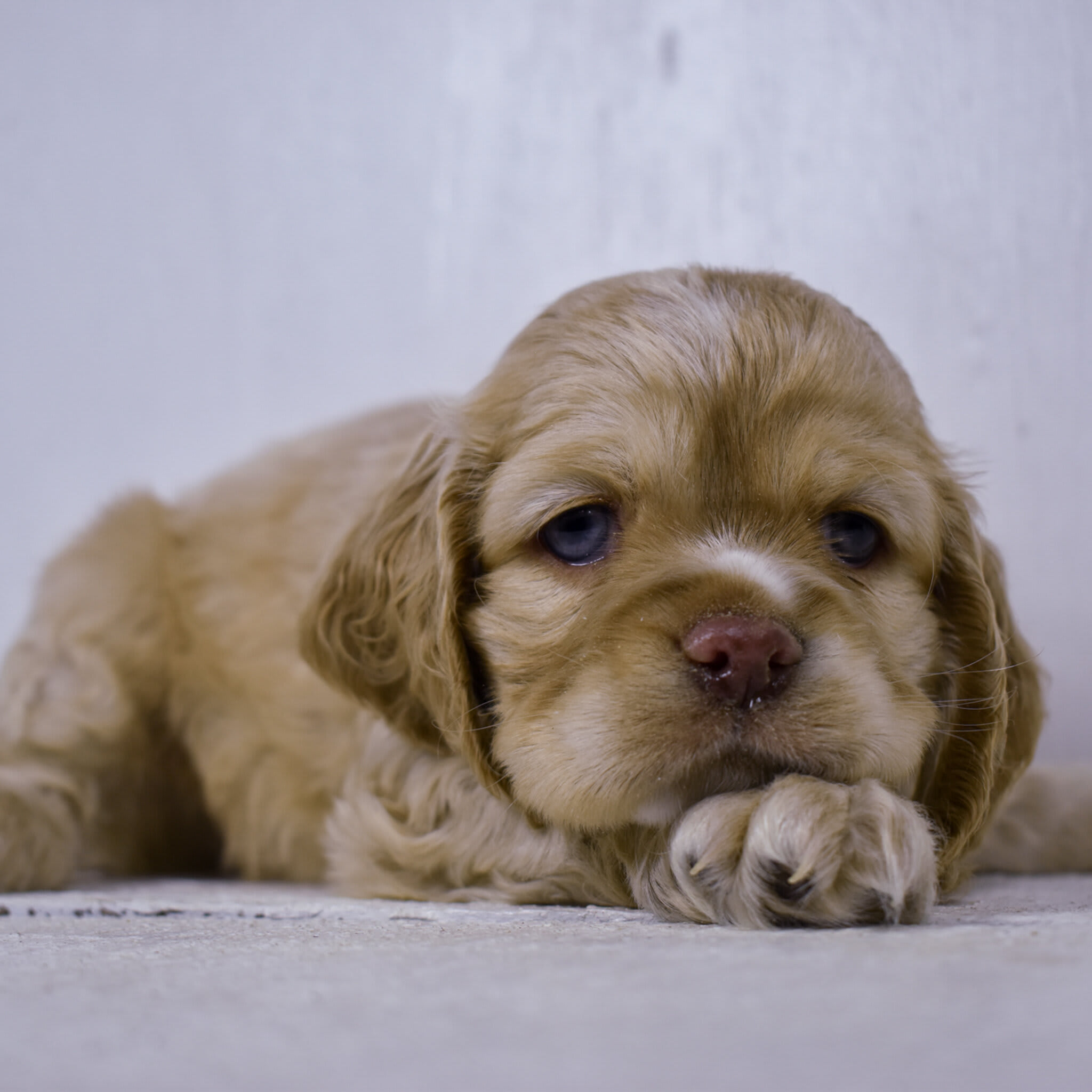 puppy