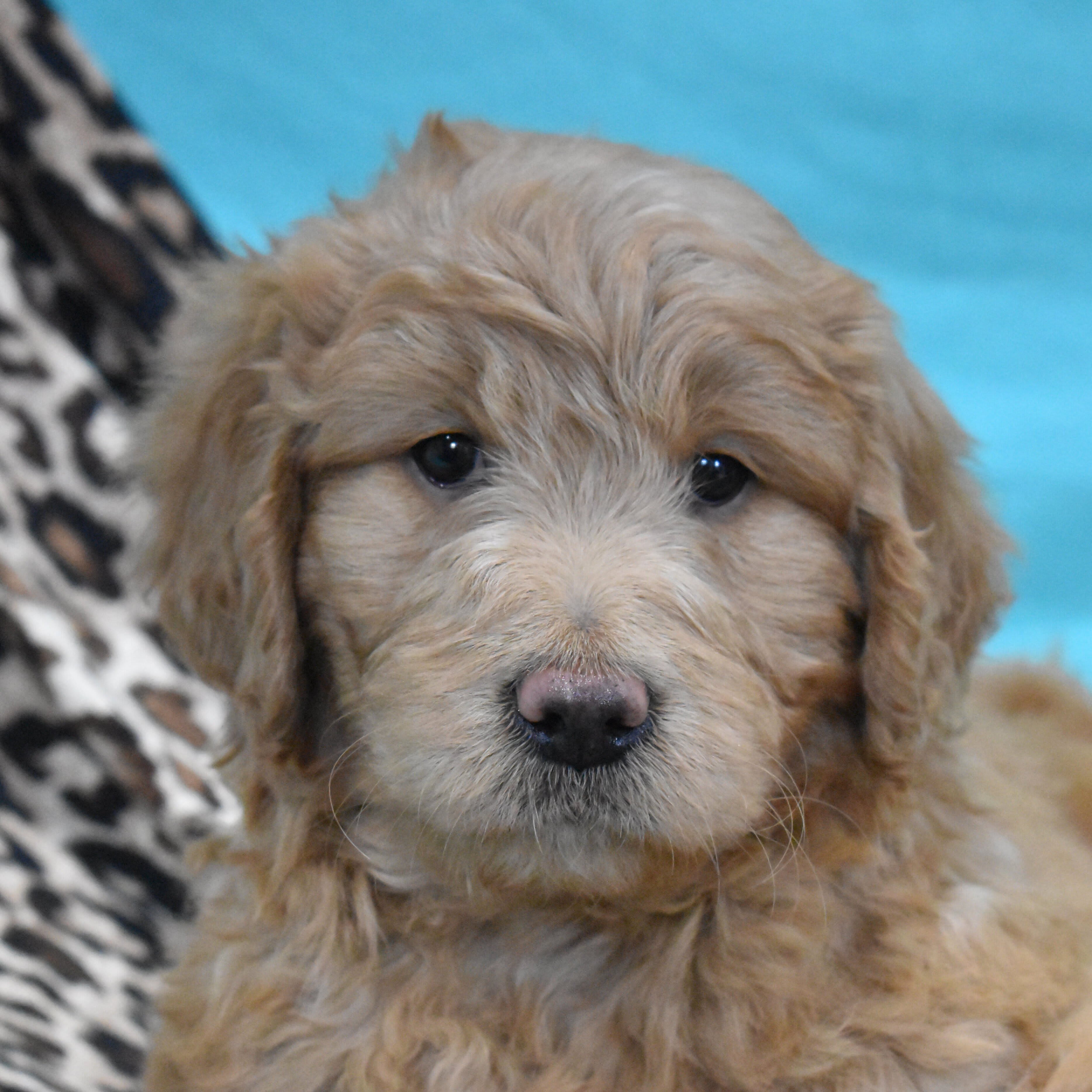 puppy